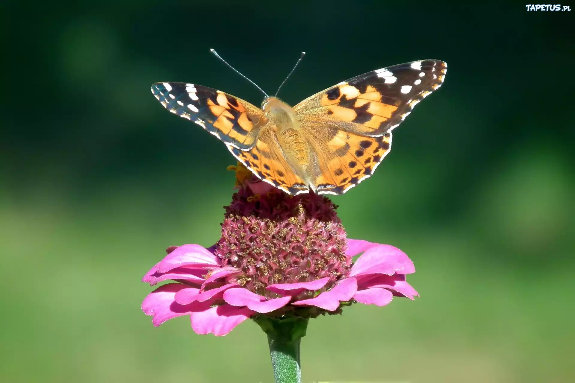 Piękny, Motyl, Rusałka, Osetnik