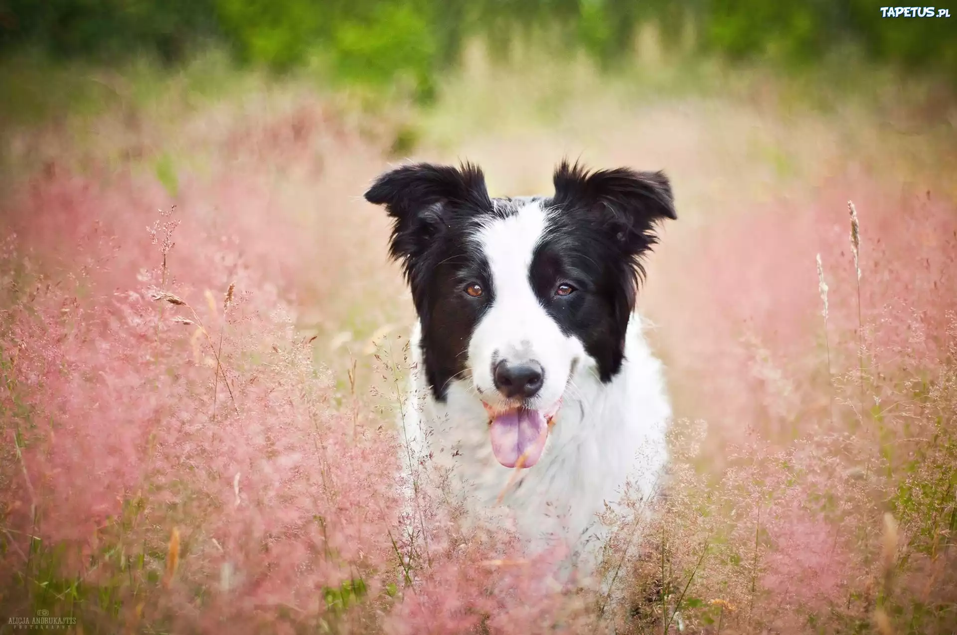 Trawa, Pies, Jęzor, Border Collie