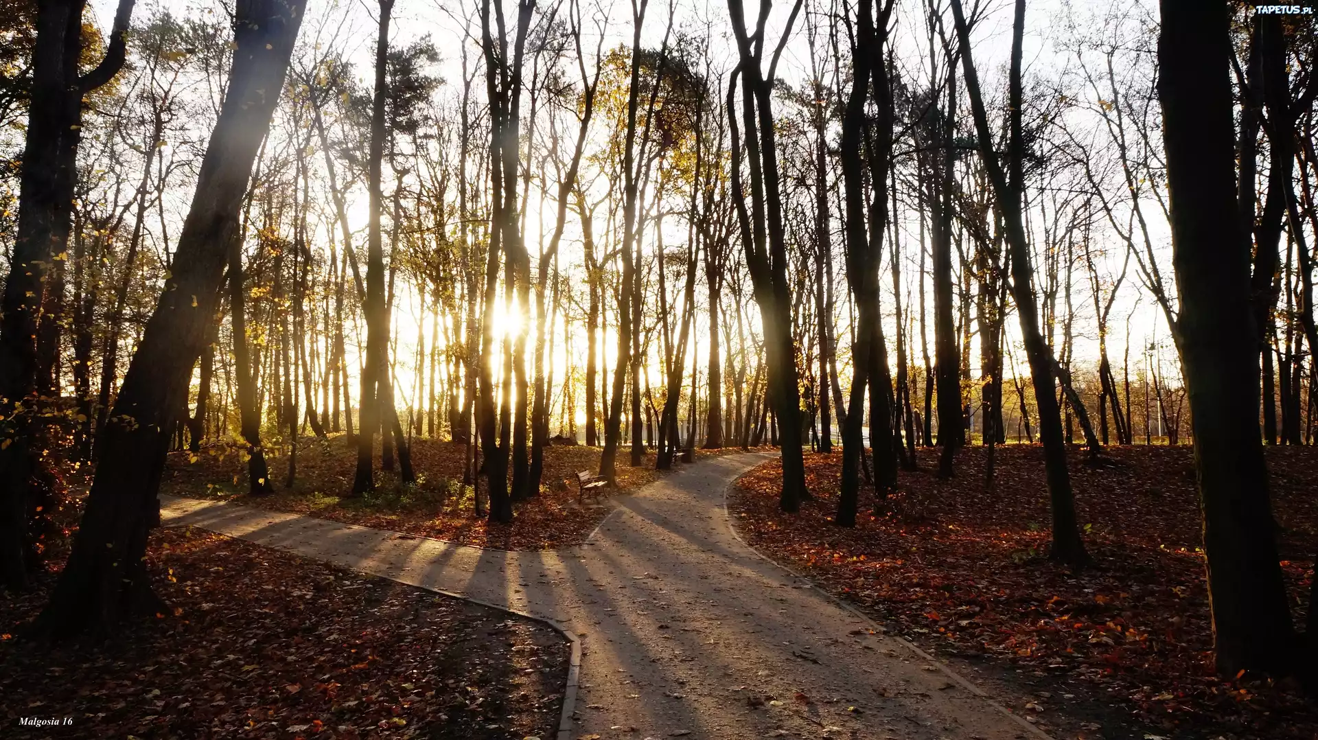 Park, Alejki, Drzewa, Jesień, Przebijające Światło