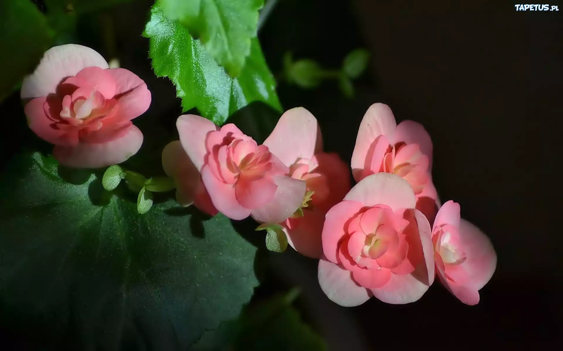 Begonia, Liście