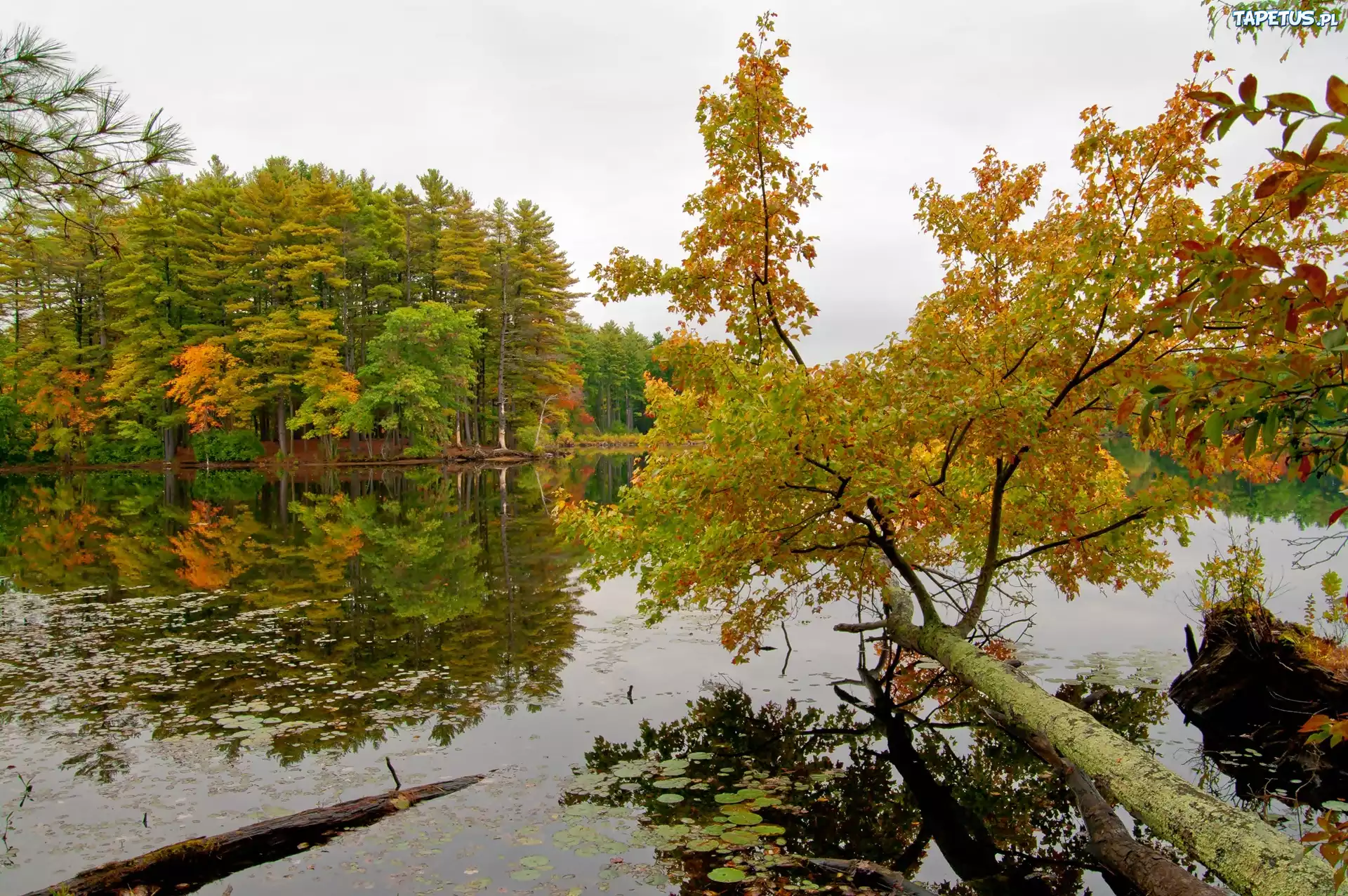 Jesień, Las, Jezioro, Odbicie