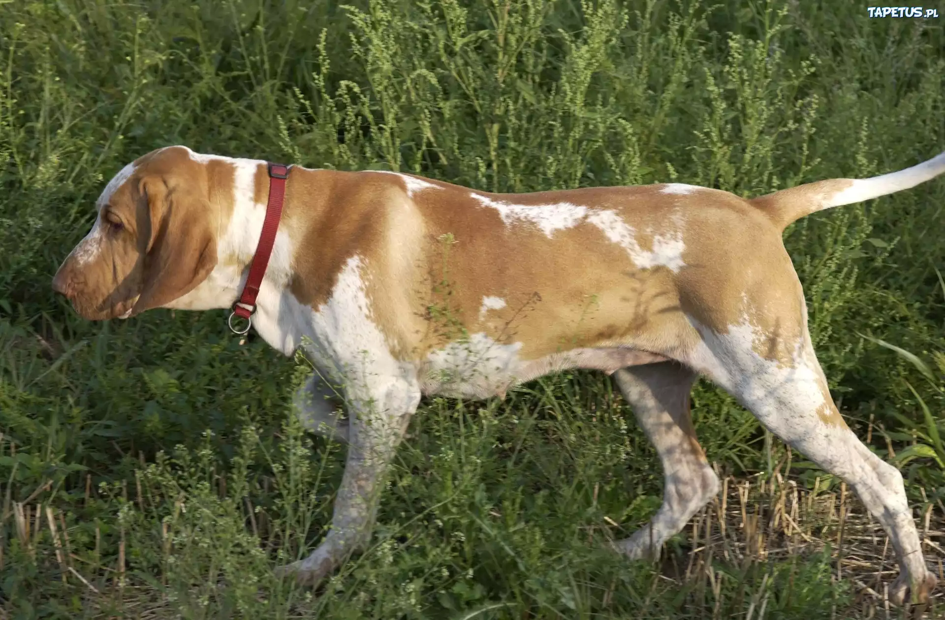 Wyżeł włoski krótkowłosy, Bracco italiano, czerwona, obroża, trawa