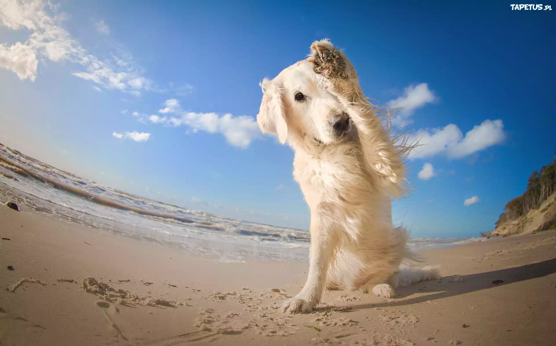 Plaża, Zawstydzony, Golden, Retriever