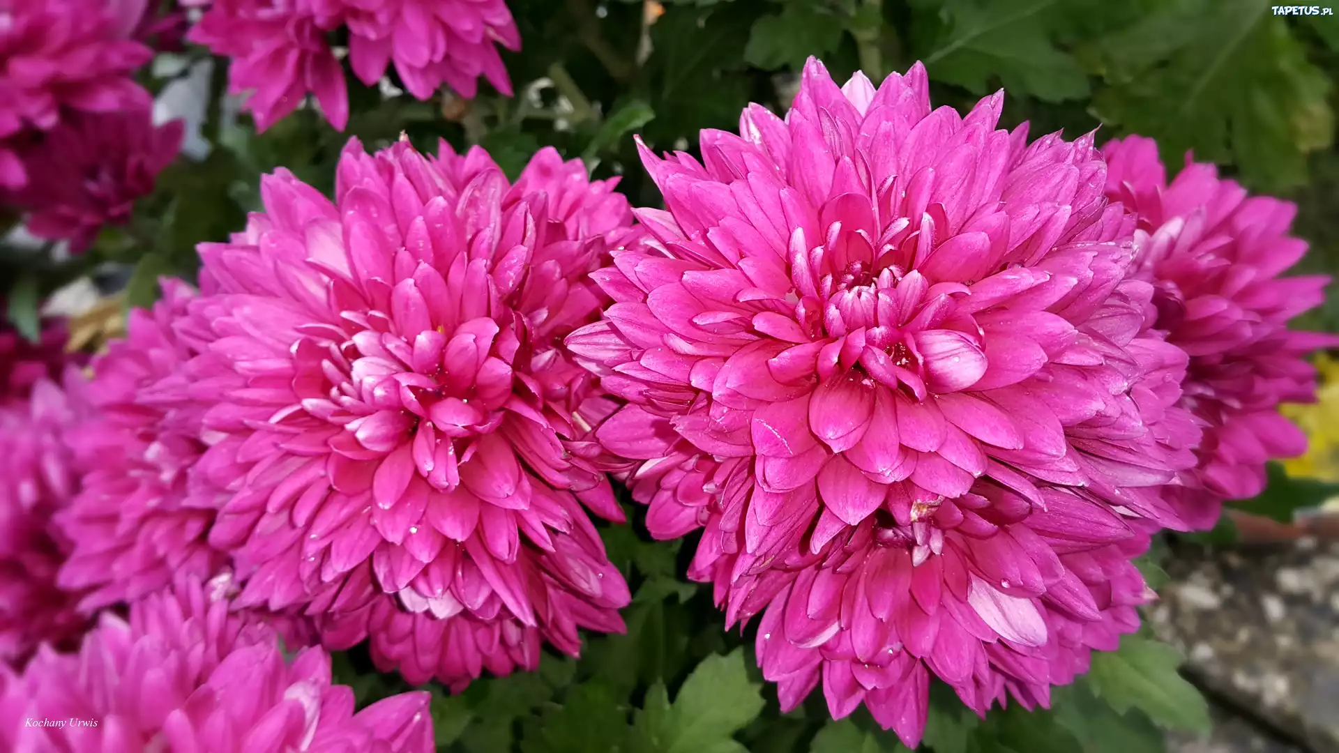 Chryzantemy, Purpurowe
