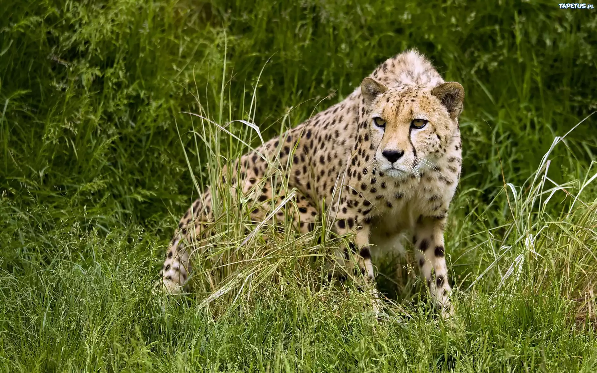 Gepard, Trawa