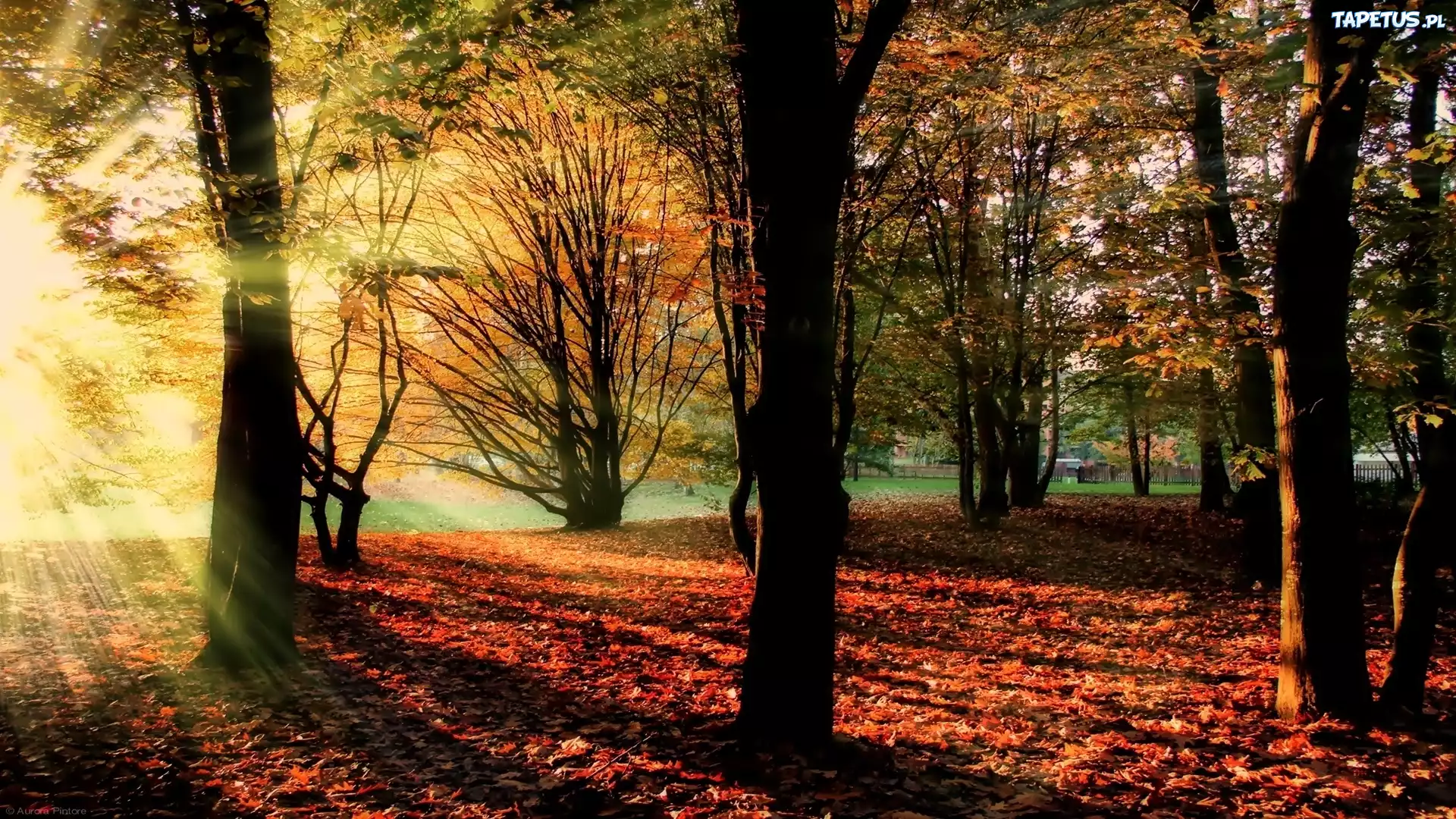 Jesień, Park, Promienie, Słońce