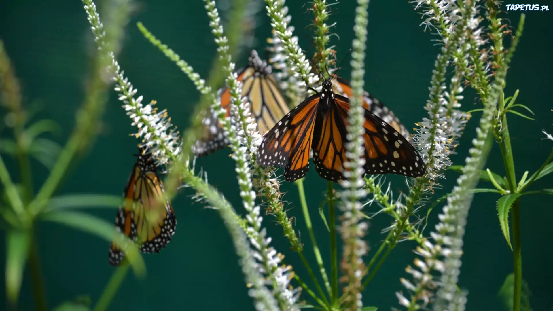 Motyl, Monarcha, Trawa