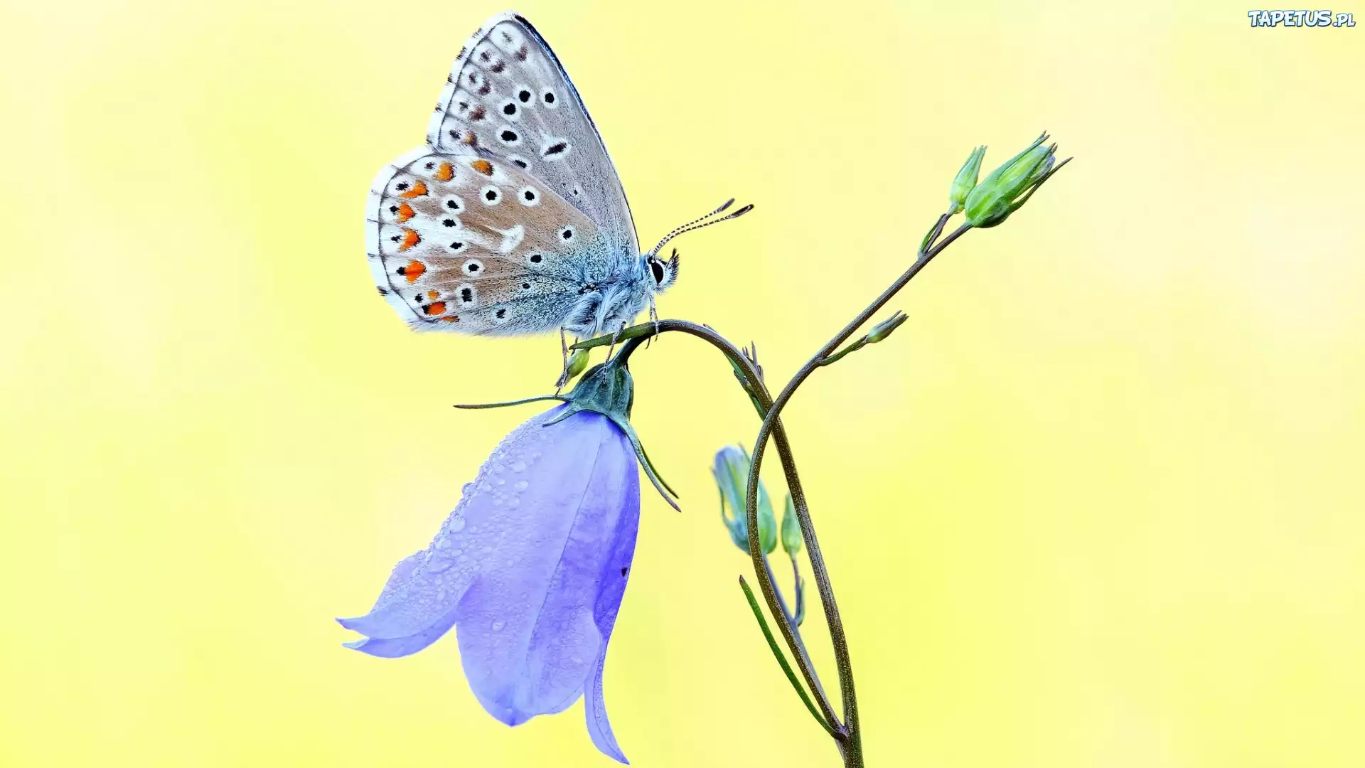 Motyl, Motylek, Dzwonek