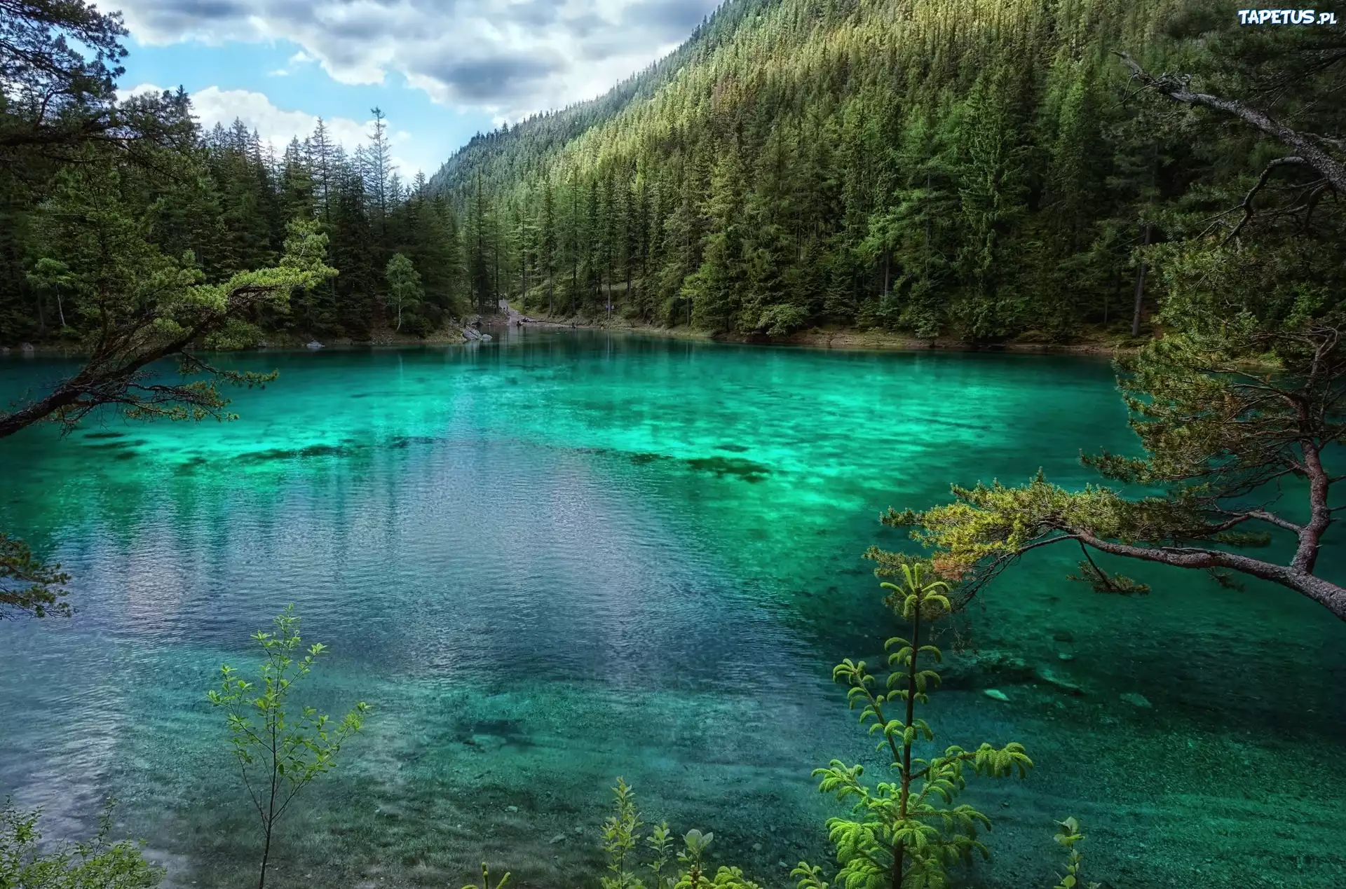 Las, Jezioro