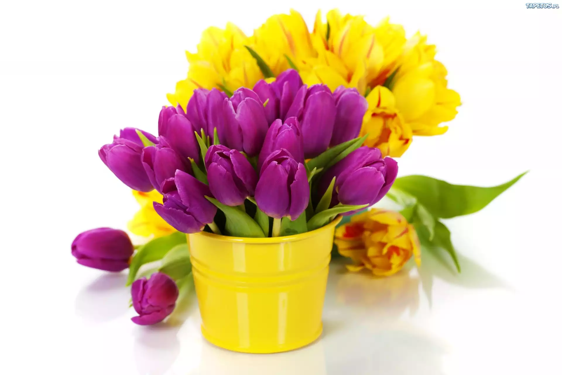 Tulipany