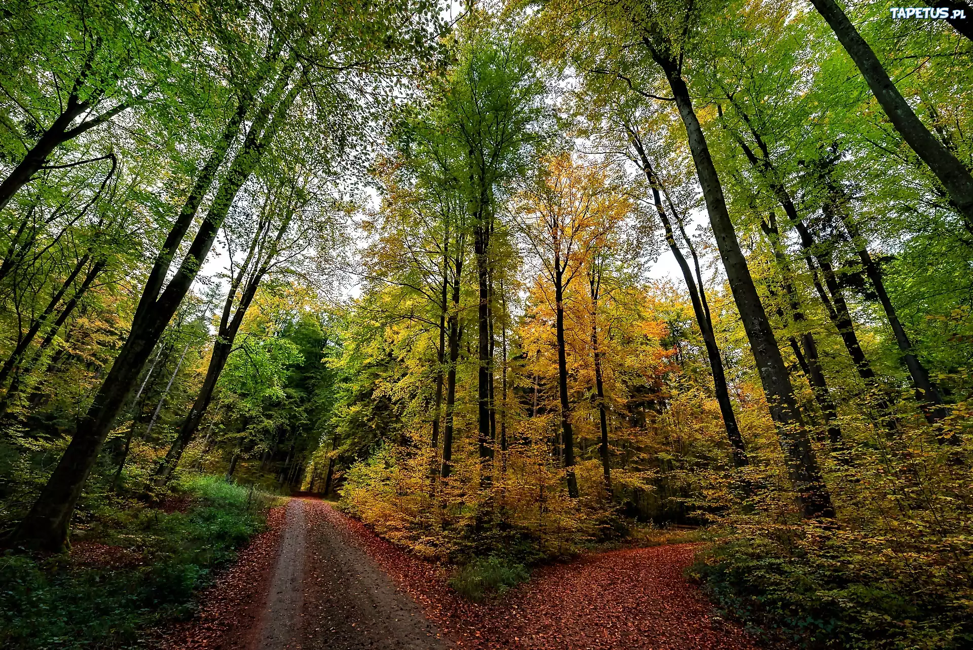 Las, Rozwidlenie Drogi, Jesień