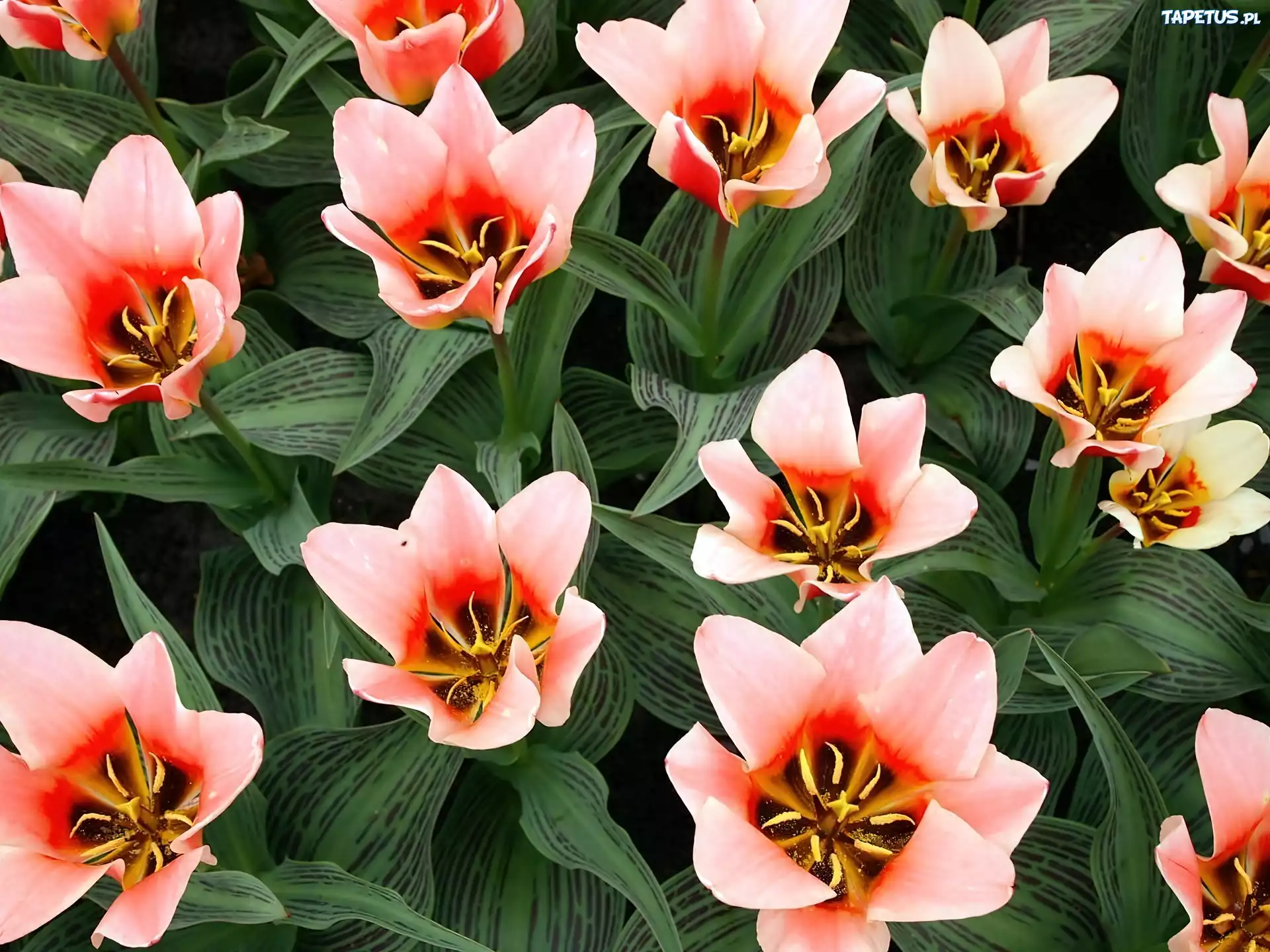 Różowe, Tulipany