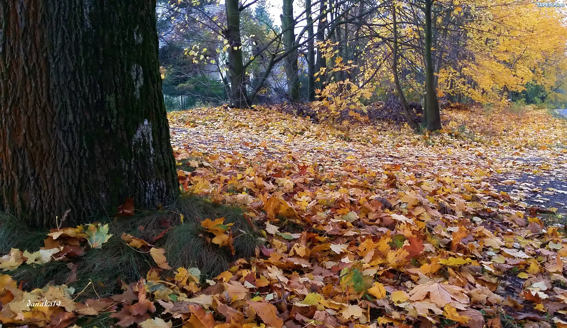 Jesień, Kolorowe, Liście, Klonu