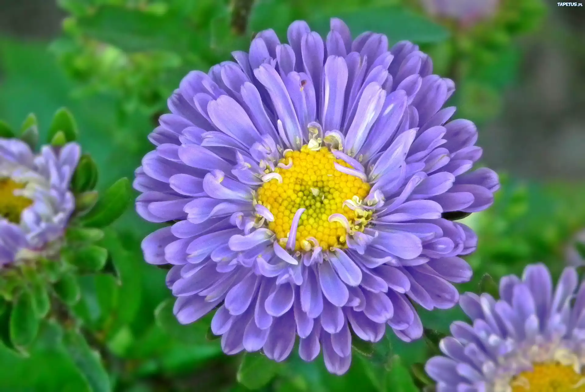 Przyroda, Kwiat, Aster