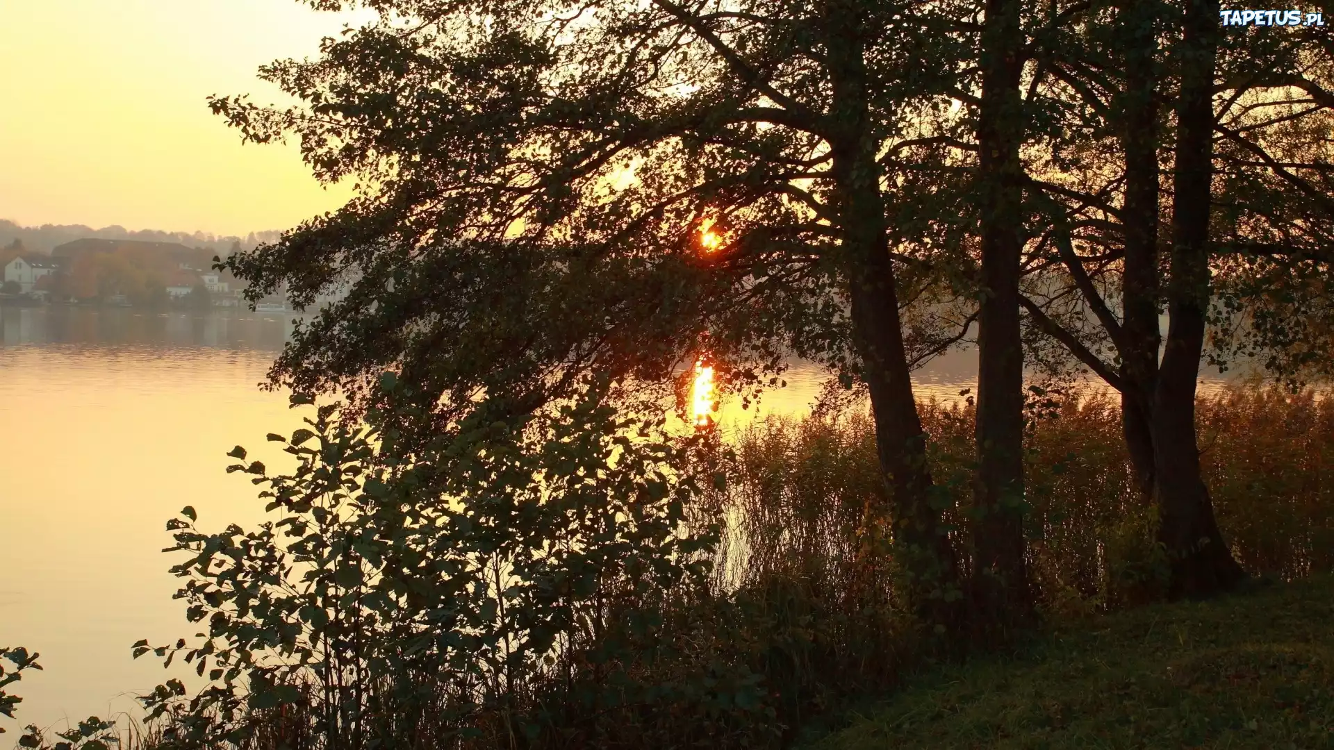 Wschód, Słońca, Jezioro, Mgła, Las