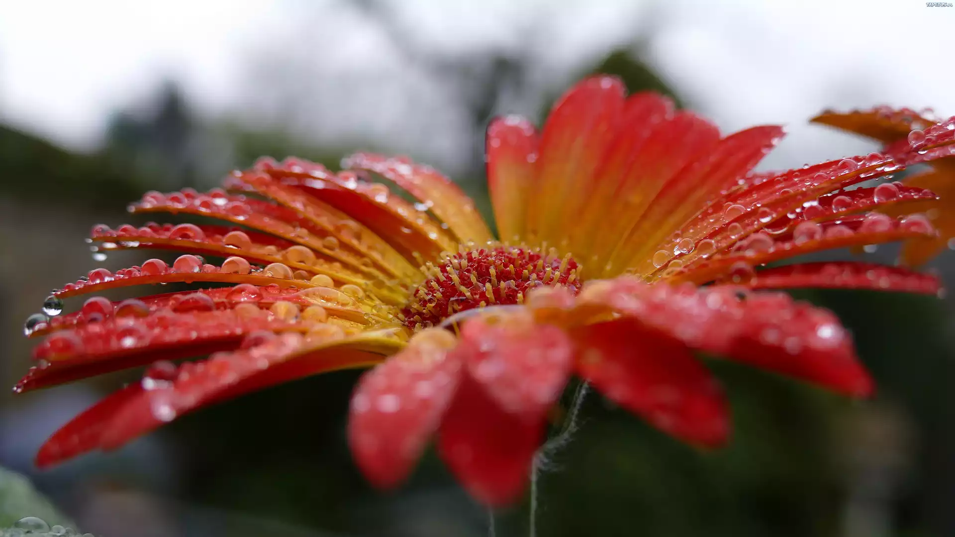 Gerbera, Krople
