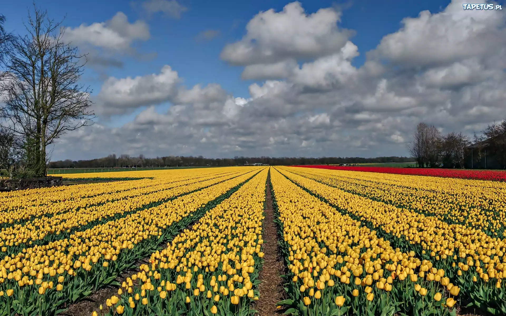 Pole, Żółte, Tulipany, Drzewa, Chmury