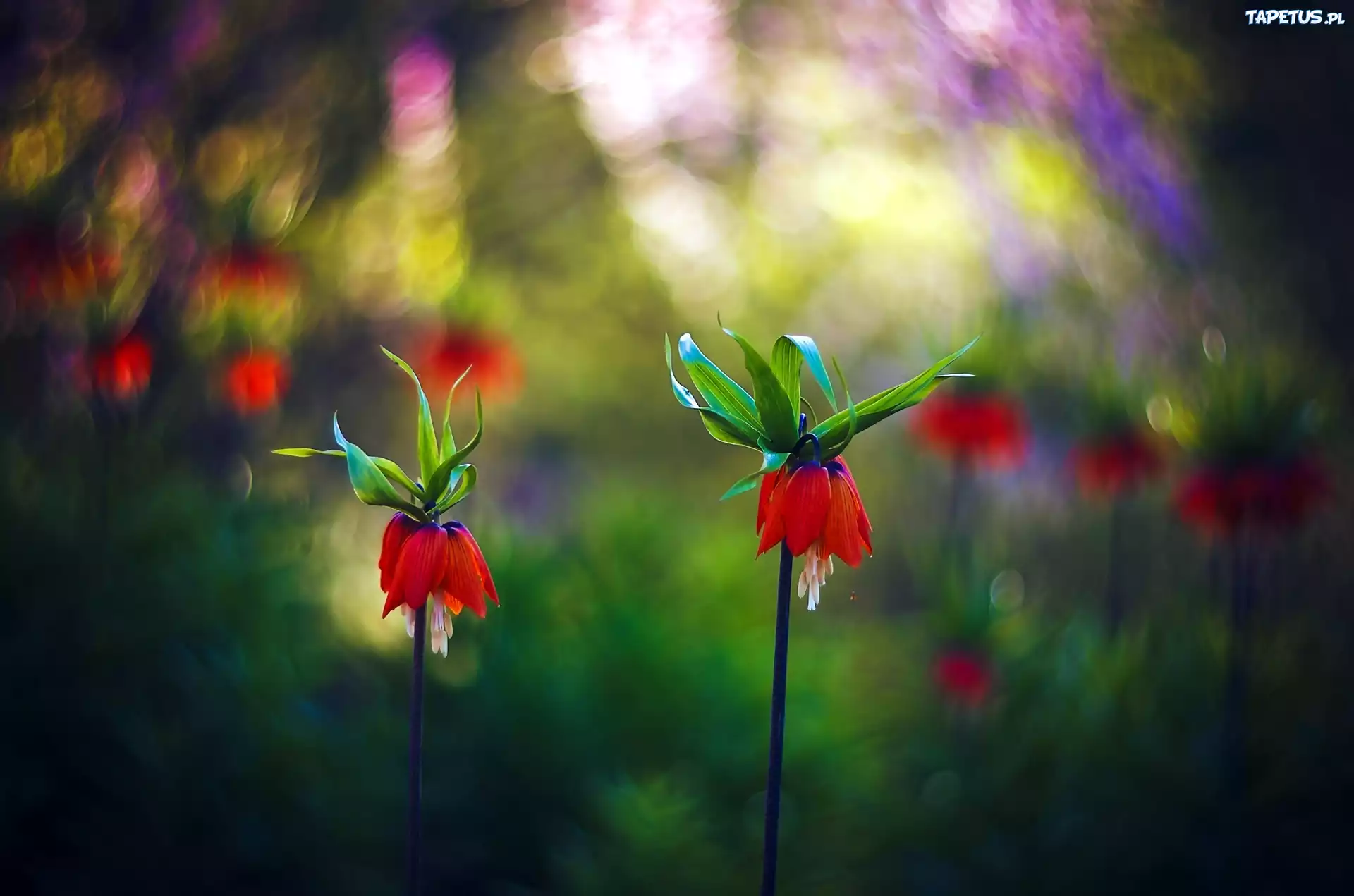 Kwiaty, Bokeh, Art