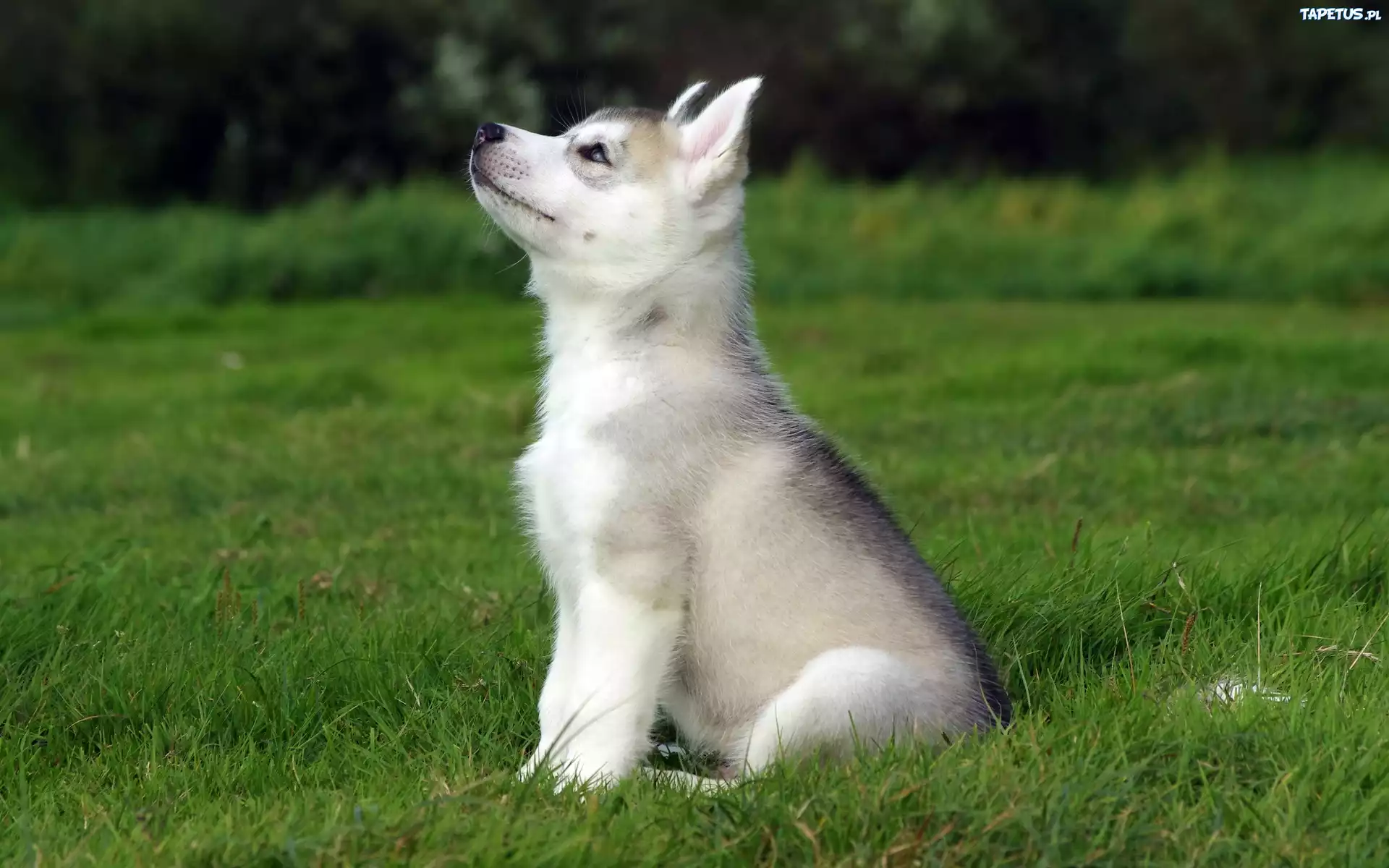 Łąka, Trawa, Szczeniak, Husky, Piesek