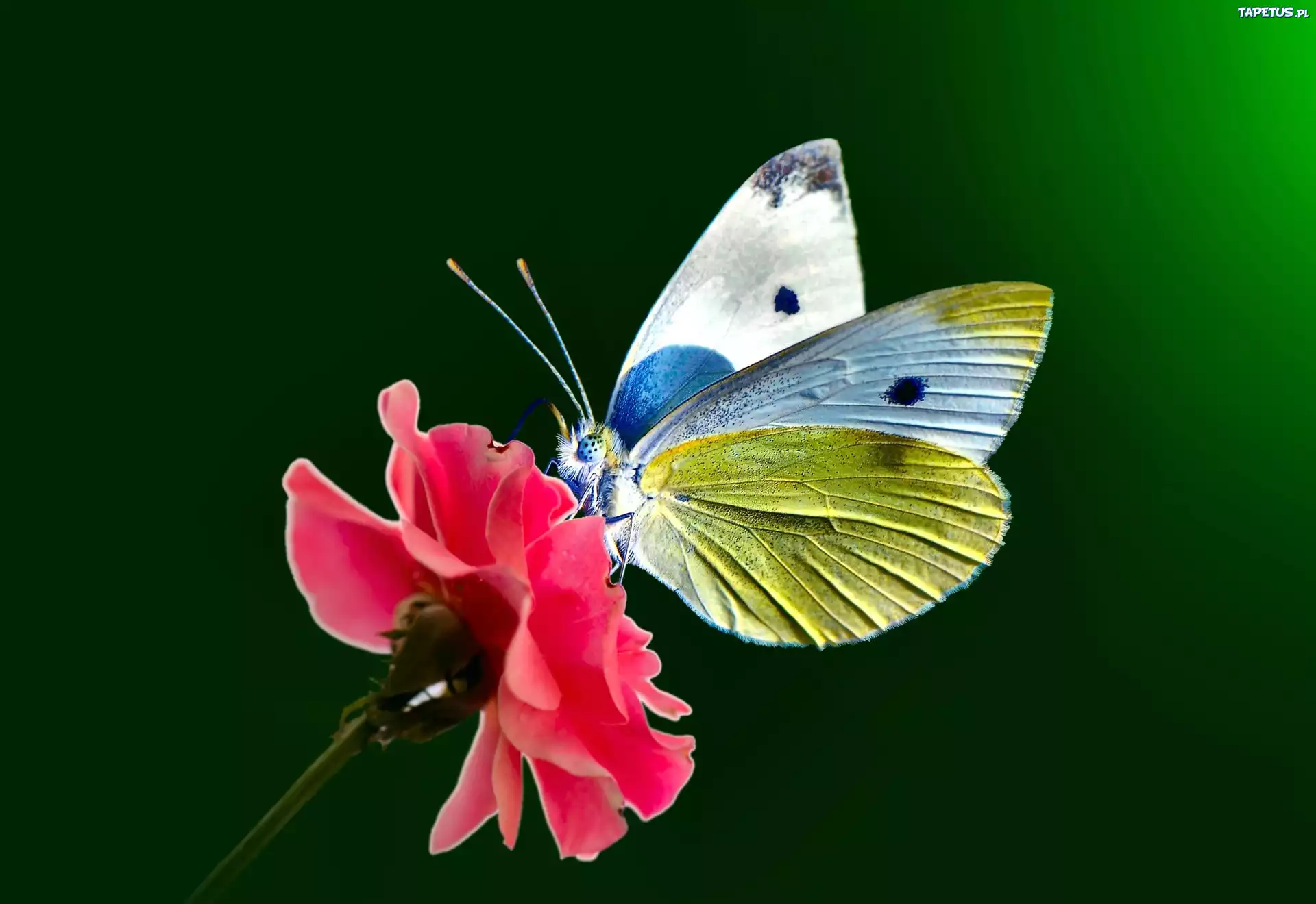 Motyl, Bielinek, Kwiat