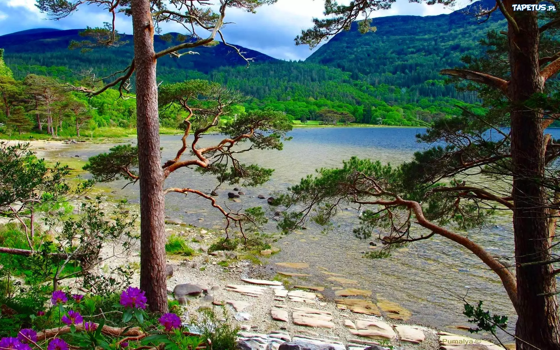 Góry, Jezioro, Drzewa, Irlandia