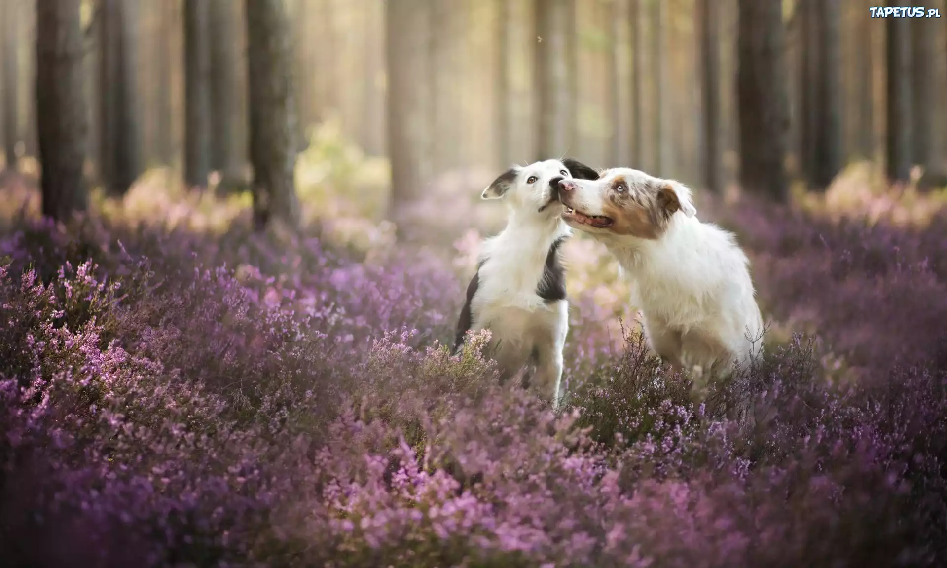Border collie, Las, Wrzos