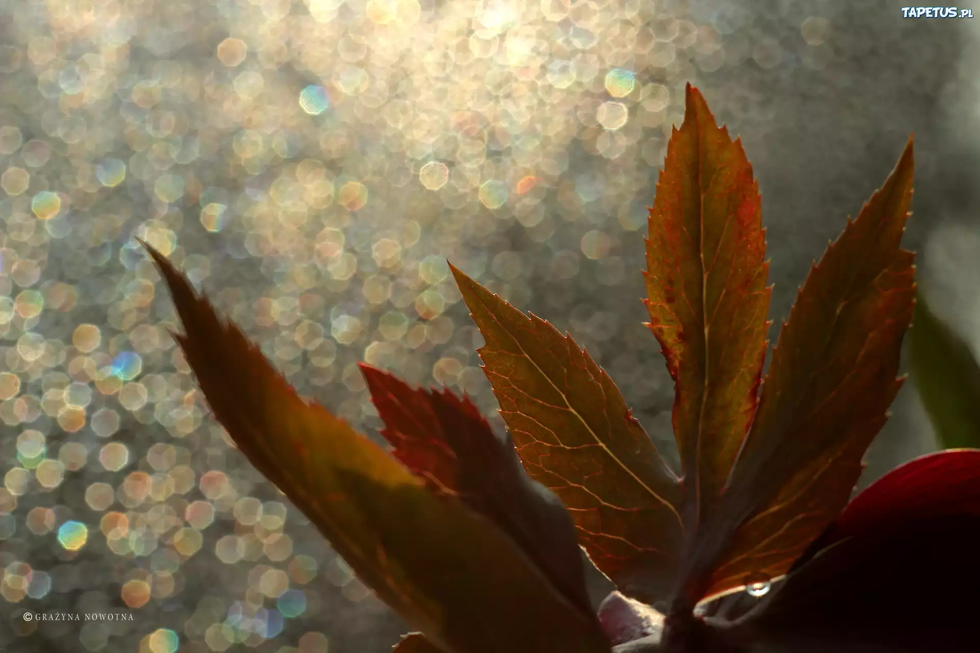 Liście, Bokeh