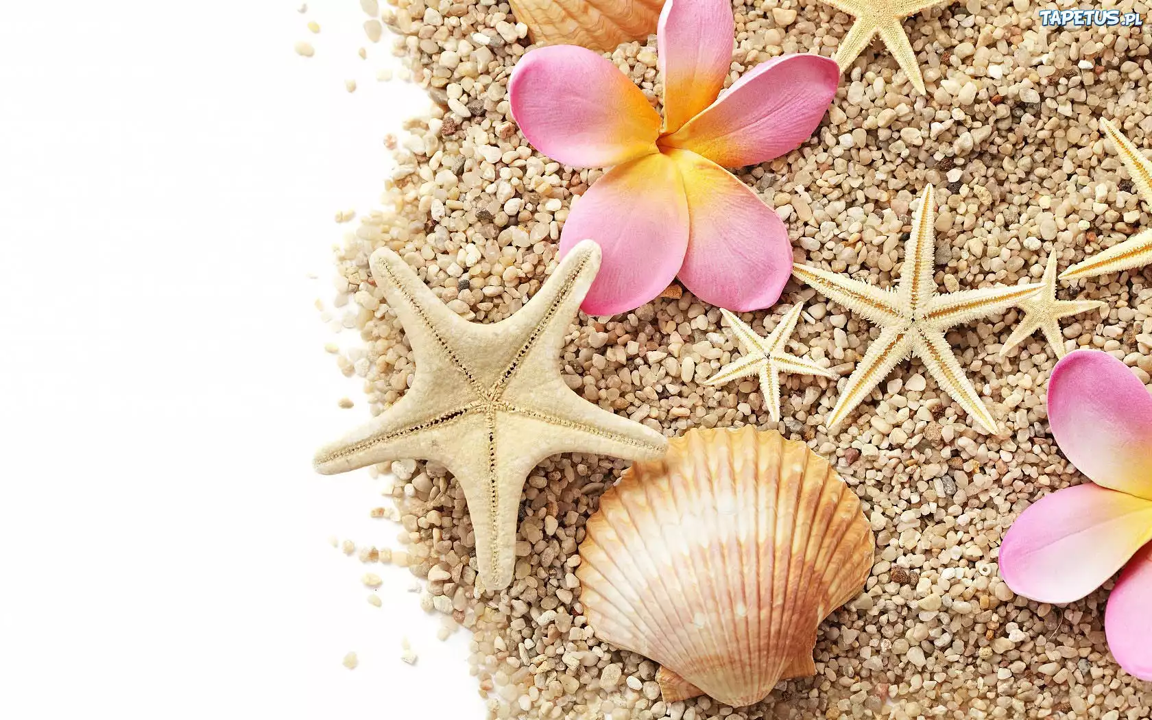 Kwiaty, Plumeria, Muszle, Muszelki, Piasek, Rozgwiazdy