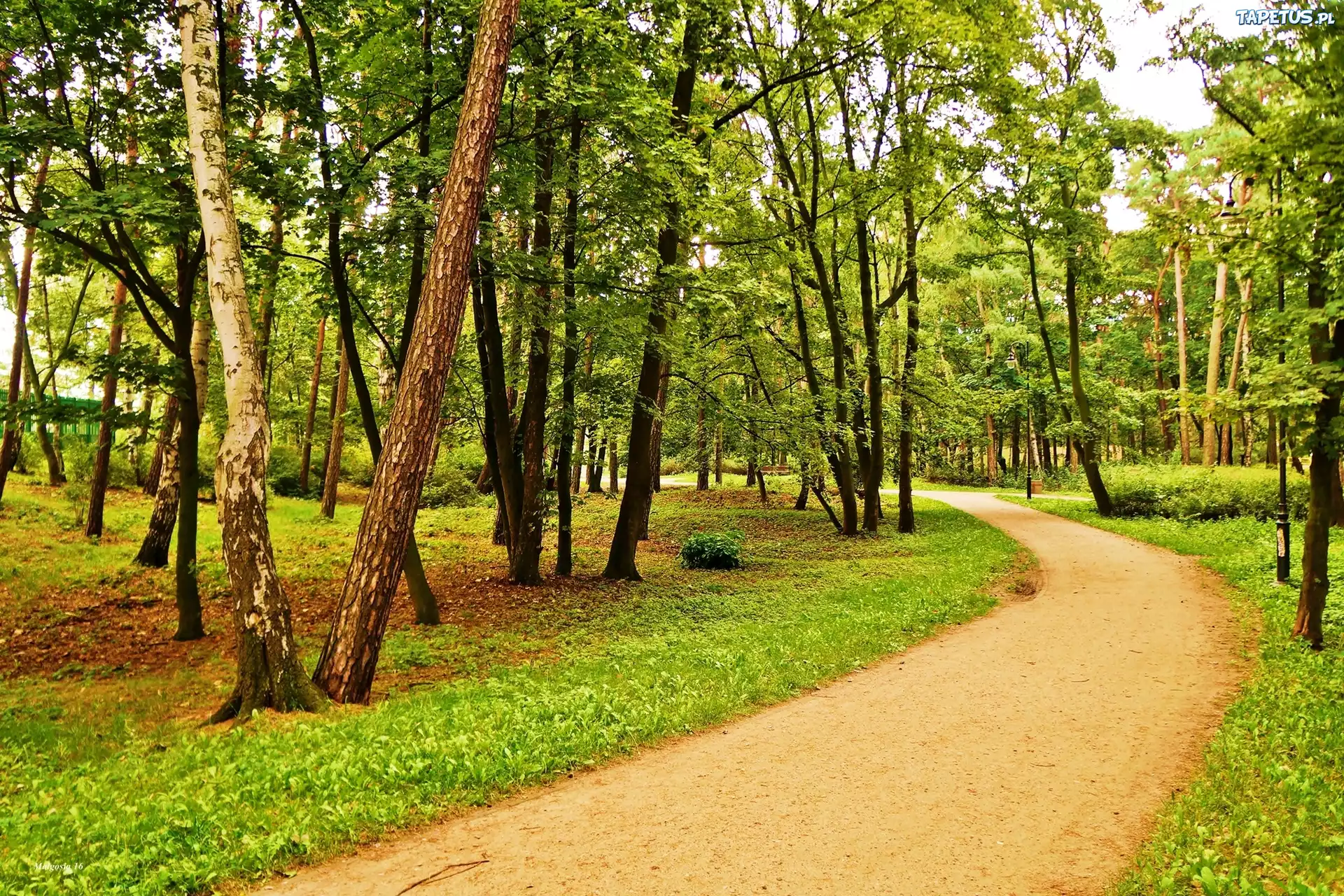 Park, Droga, Drzewa