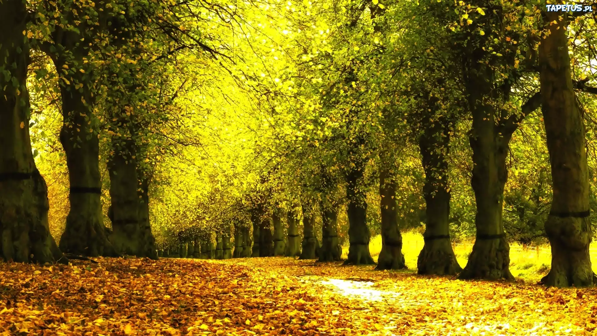 Jesień, Park, Drzewa, Liście, Aleja