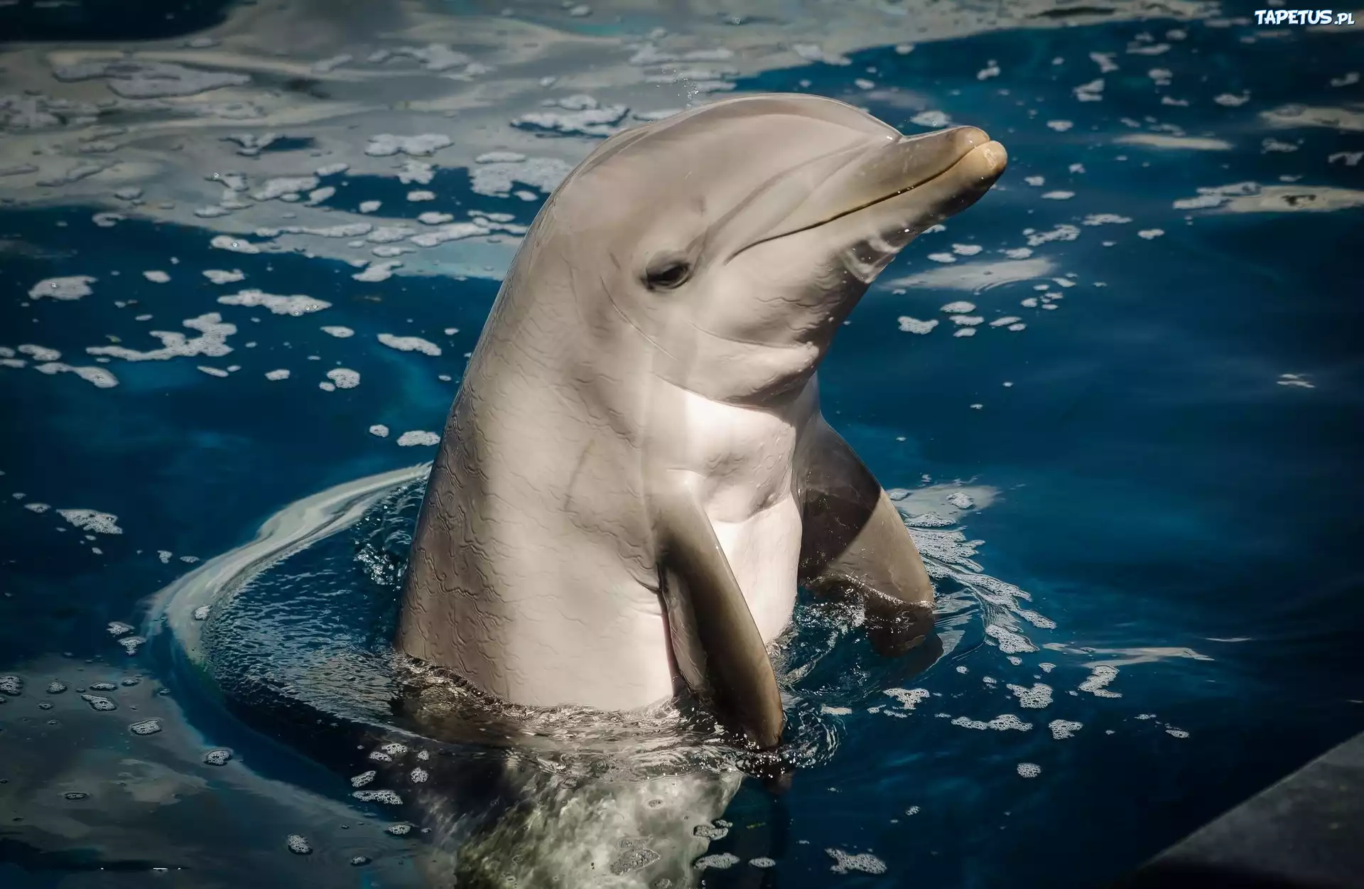 Delfin
