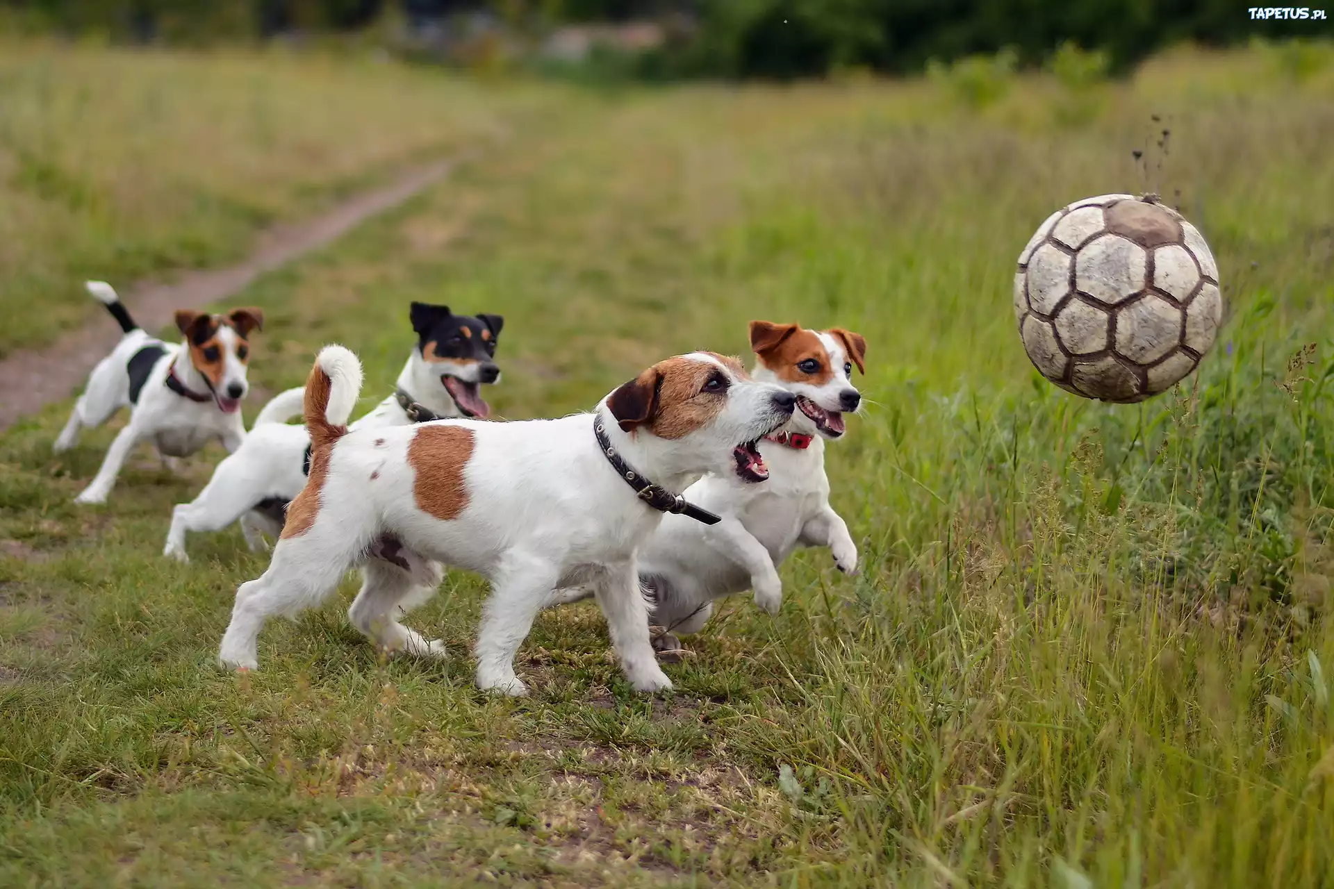 Psy, Zabawa, Piłką, Łąka, Jack Russell Terrier