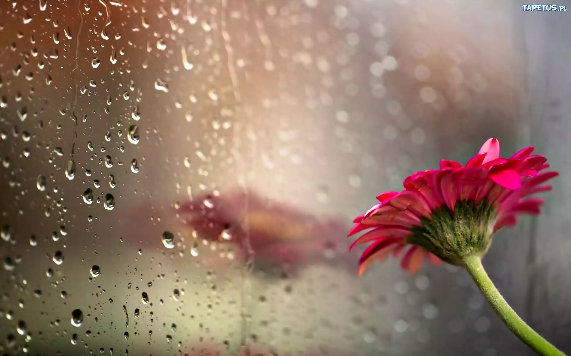 Kwiat, Gerbera, Szyba, Odbicie, Krople