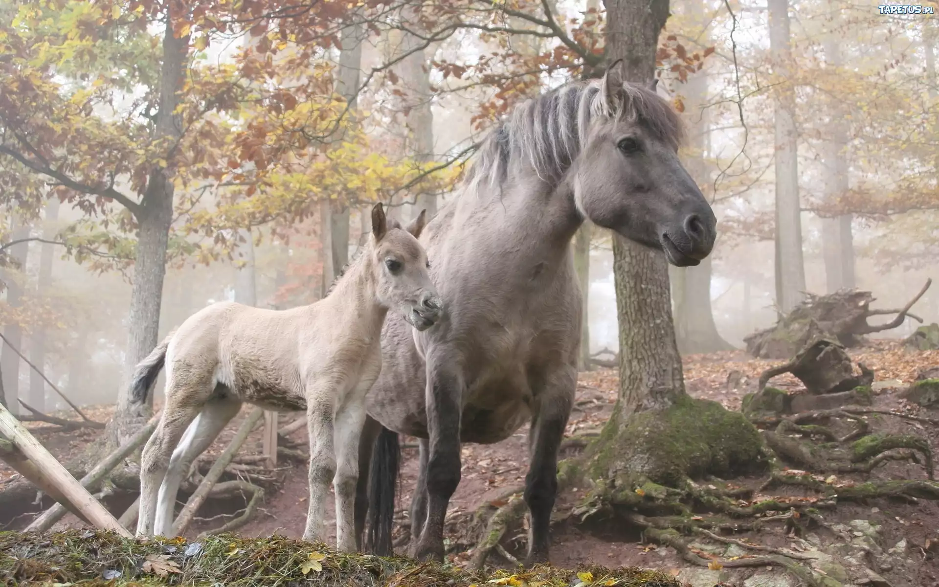 Koń, Źrebak, Las, Mgła