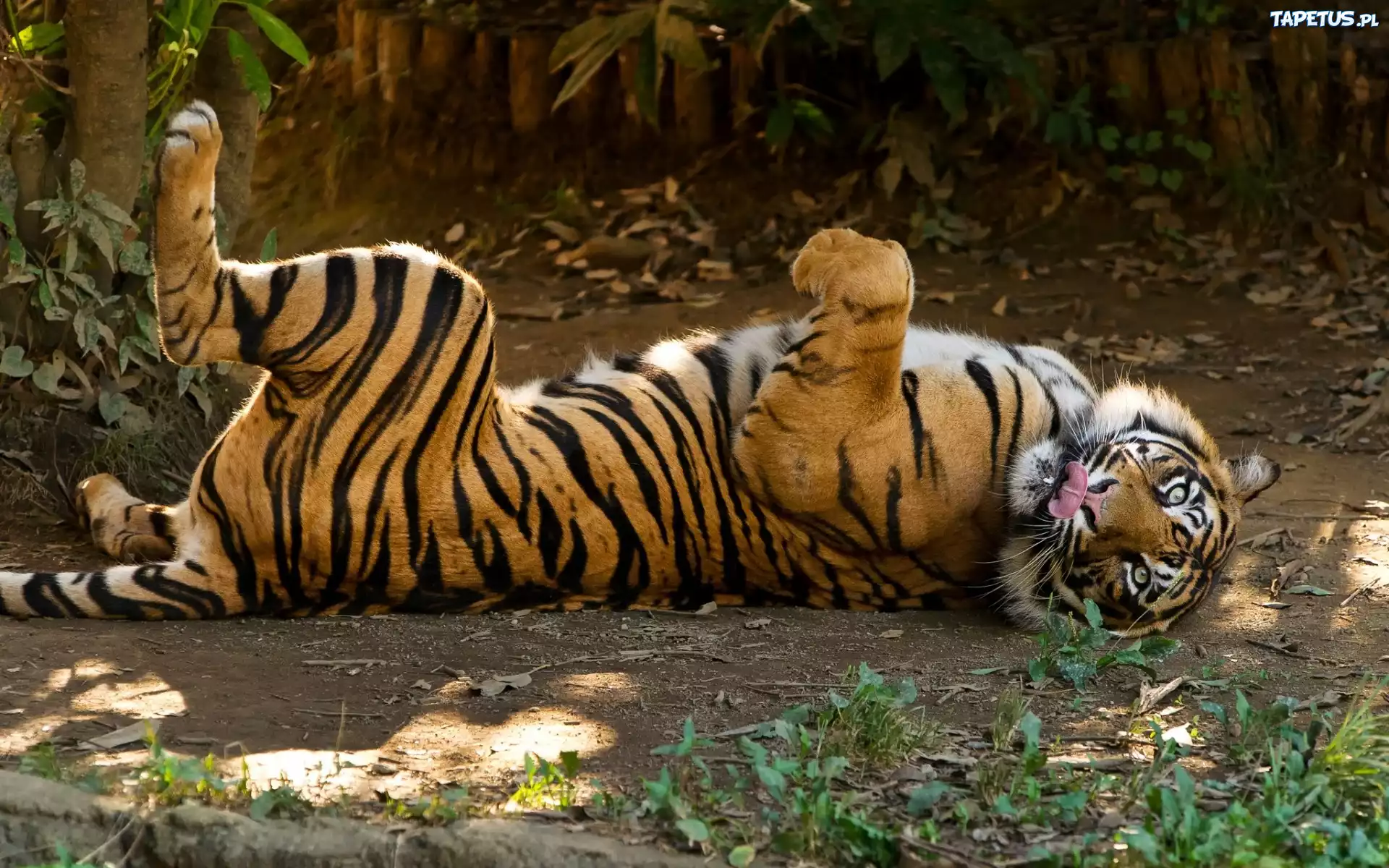 Tygrys, Dziki, Kot, Zwierze, Zoo