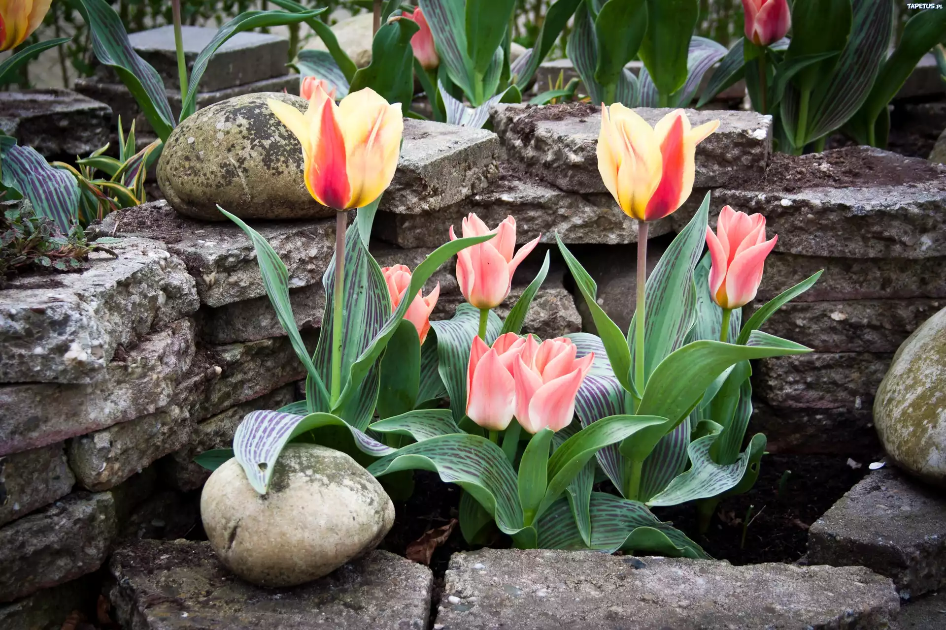 Tulipany, Ogród, Kamienie