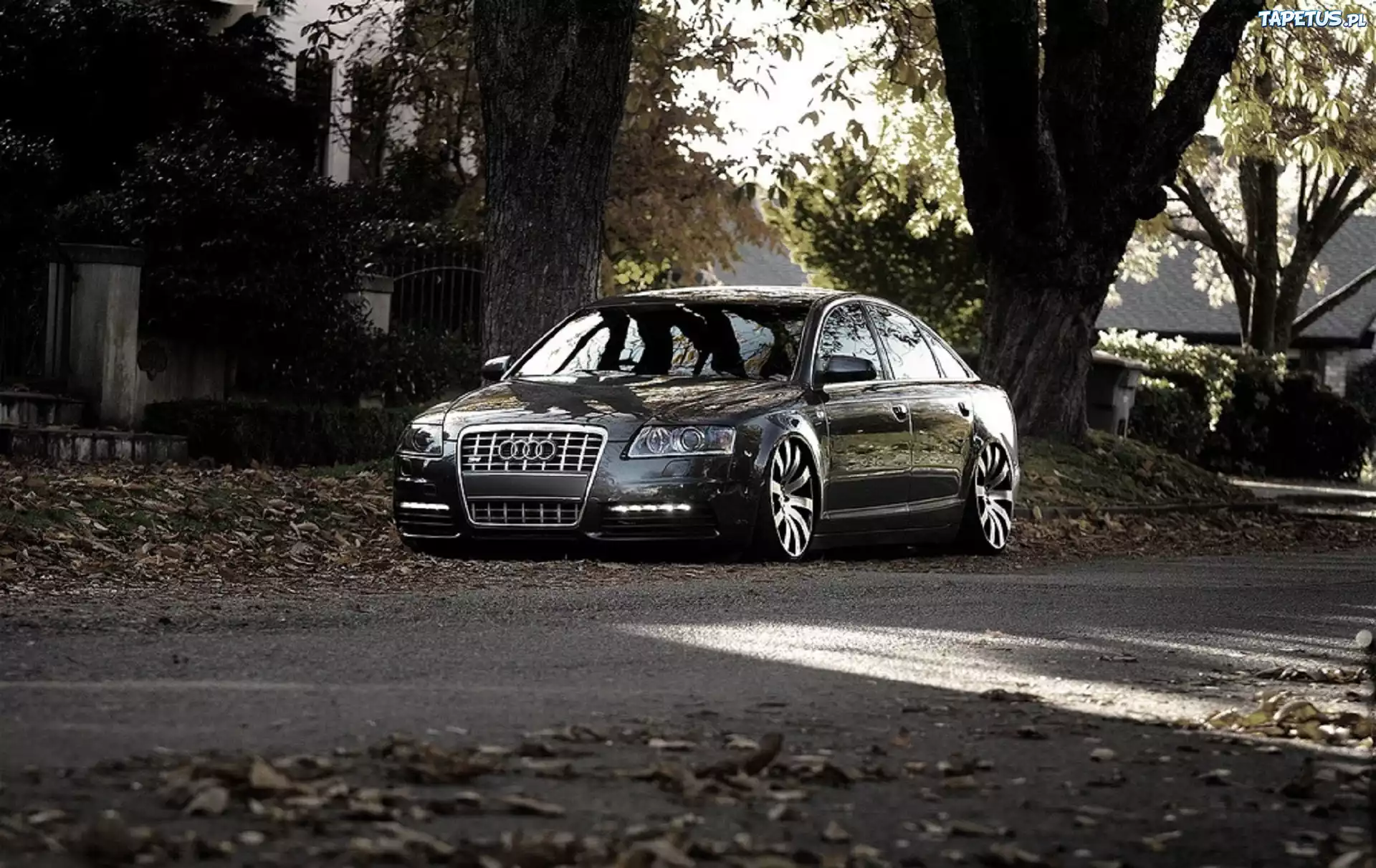 Audi, A6, Drzewa, Liście