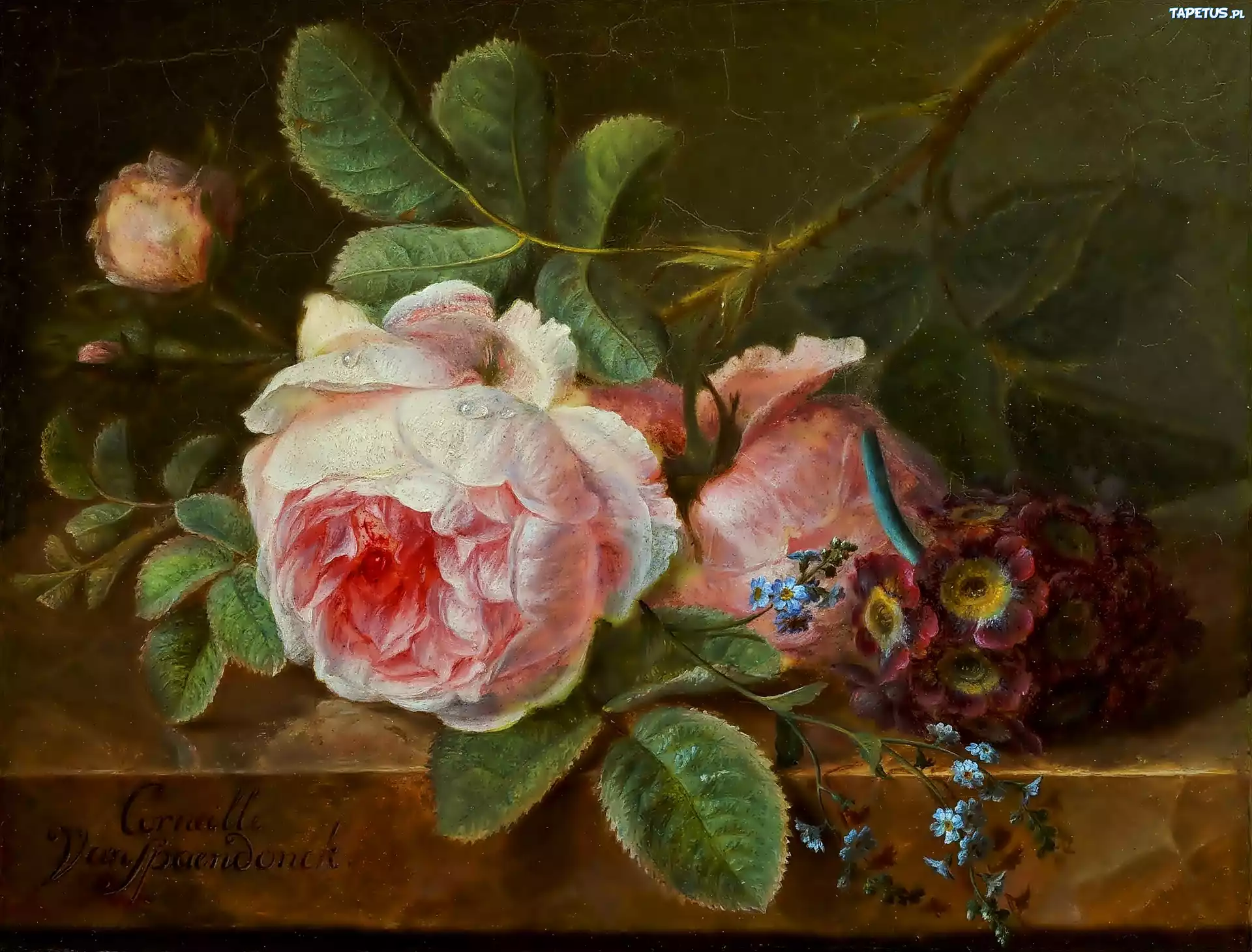Obraz, Cornelis, Van Spaendock