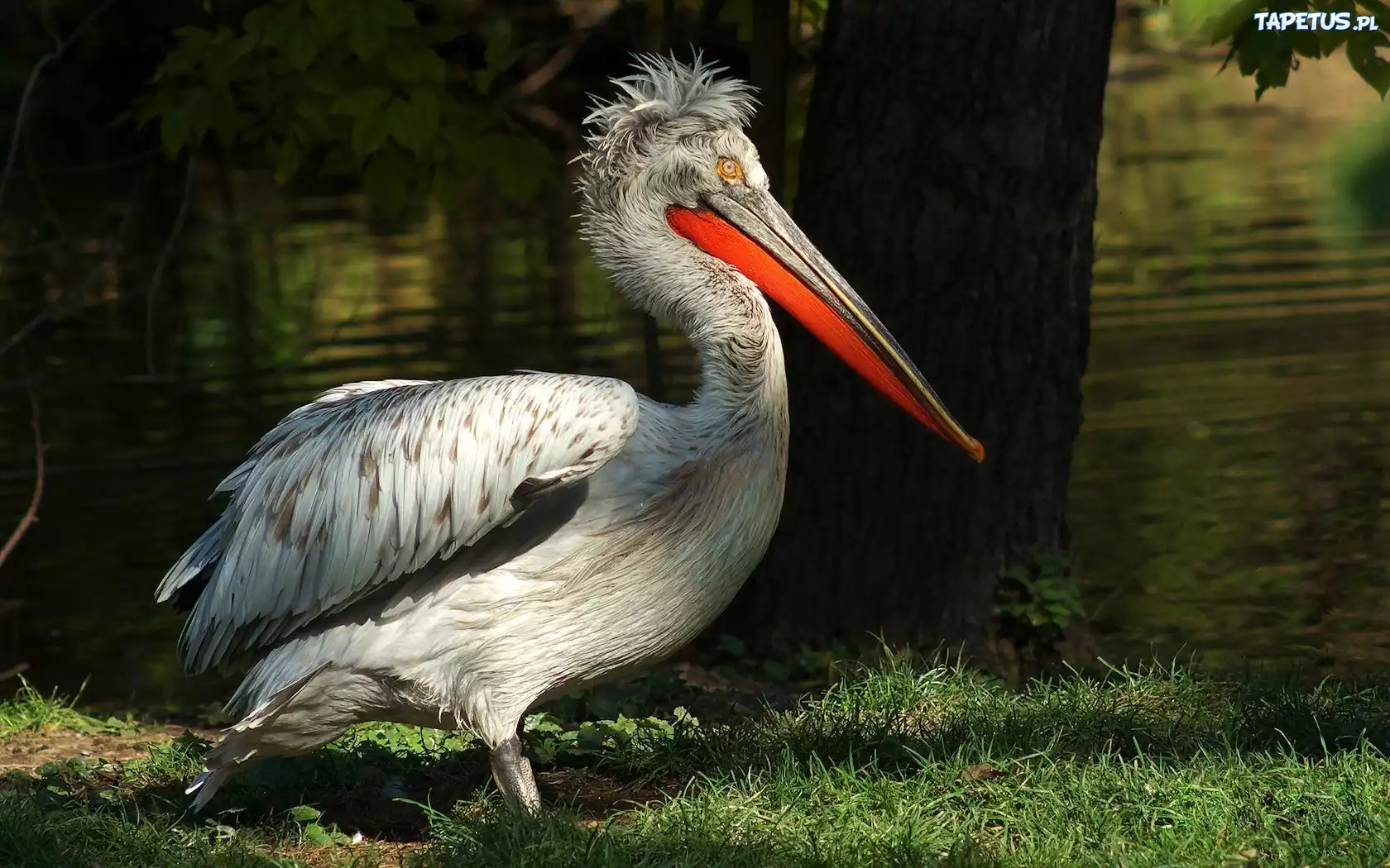 Pelikan, Trawa