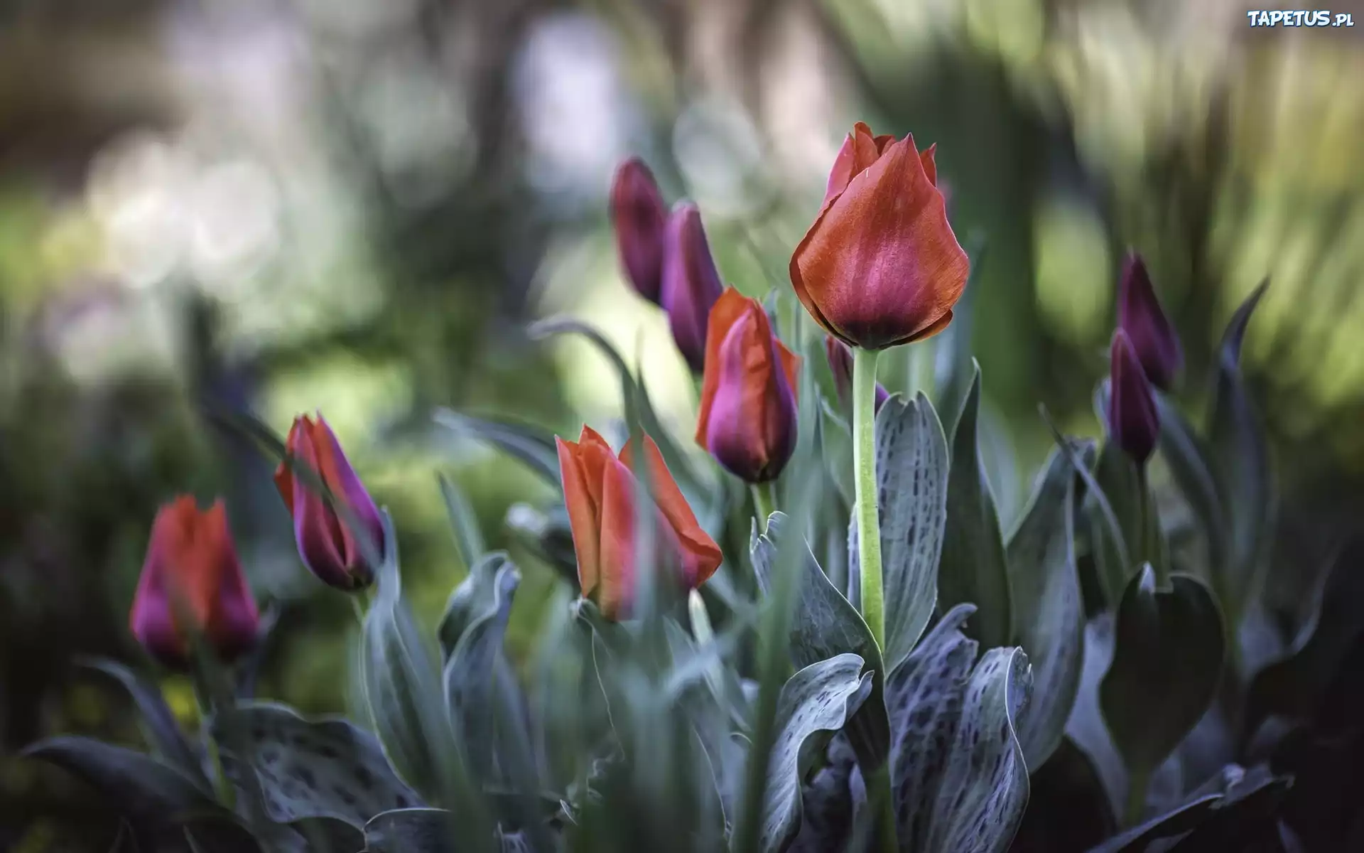 Herbaciane, Tulipany, Listki
