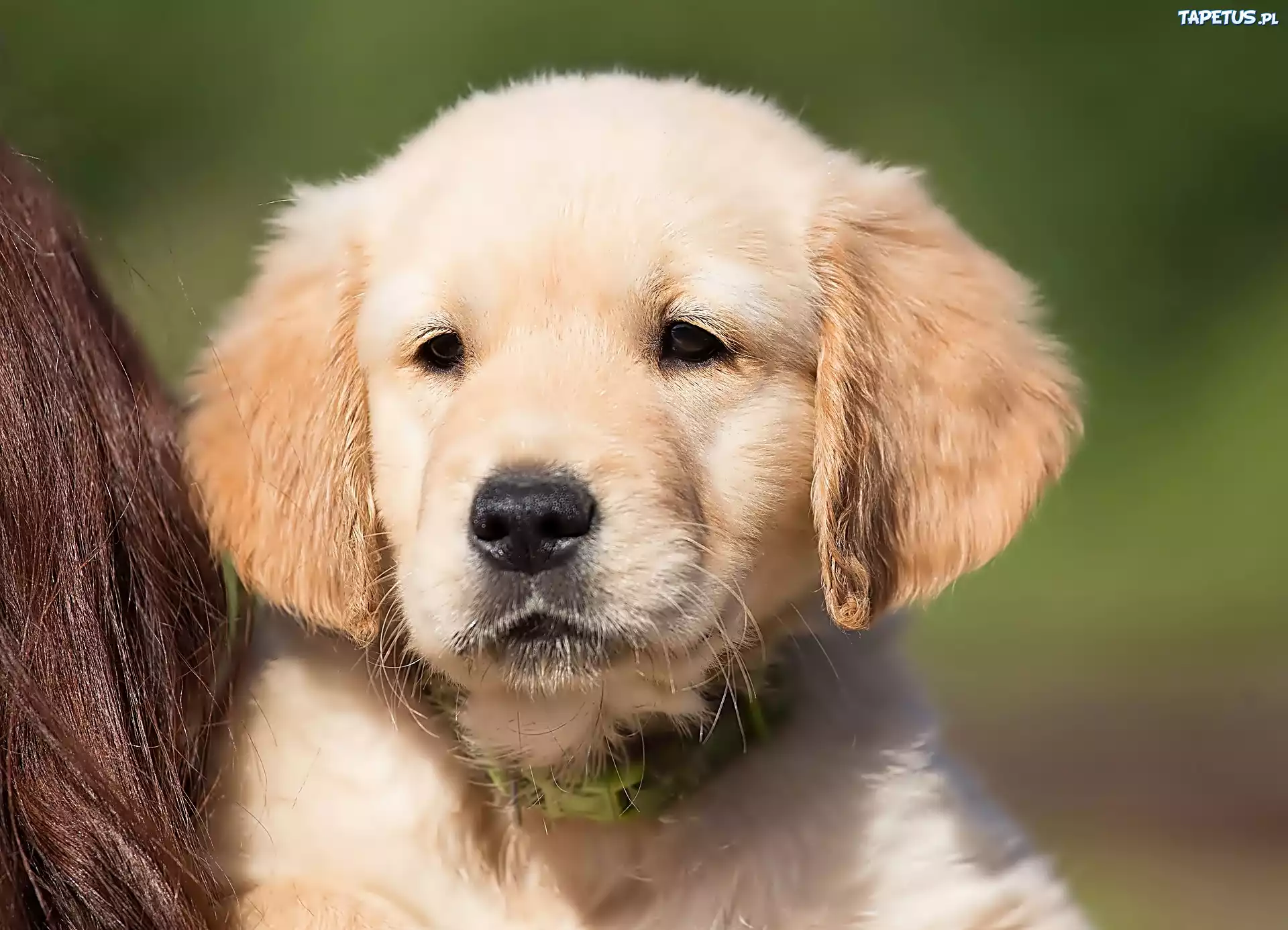 Golden, Retriever, Szczeniak