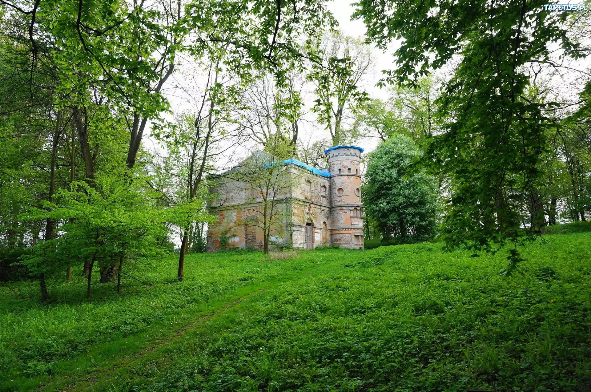 Zamek, Drzewa