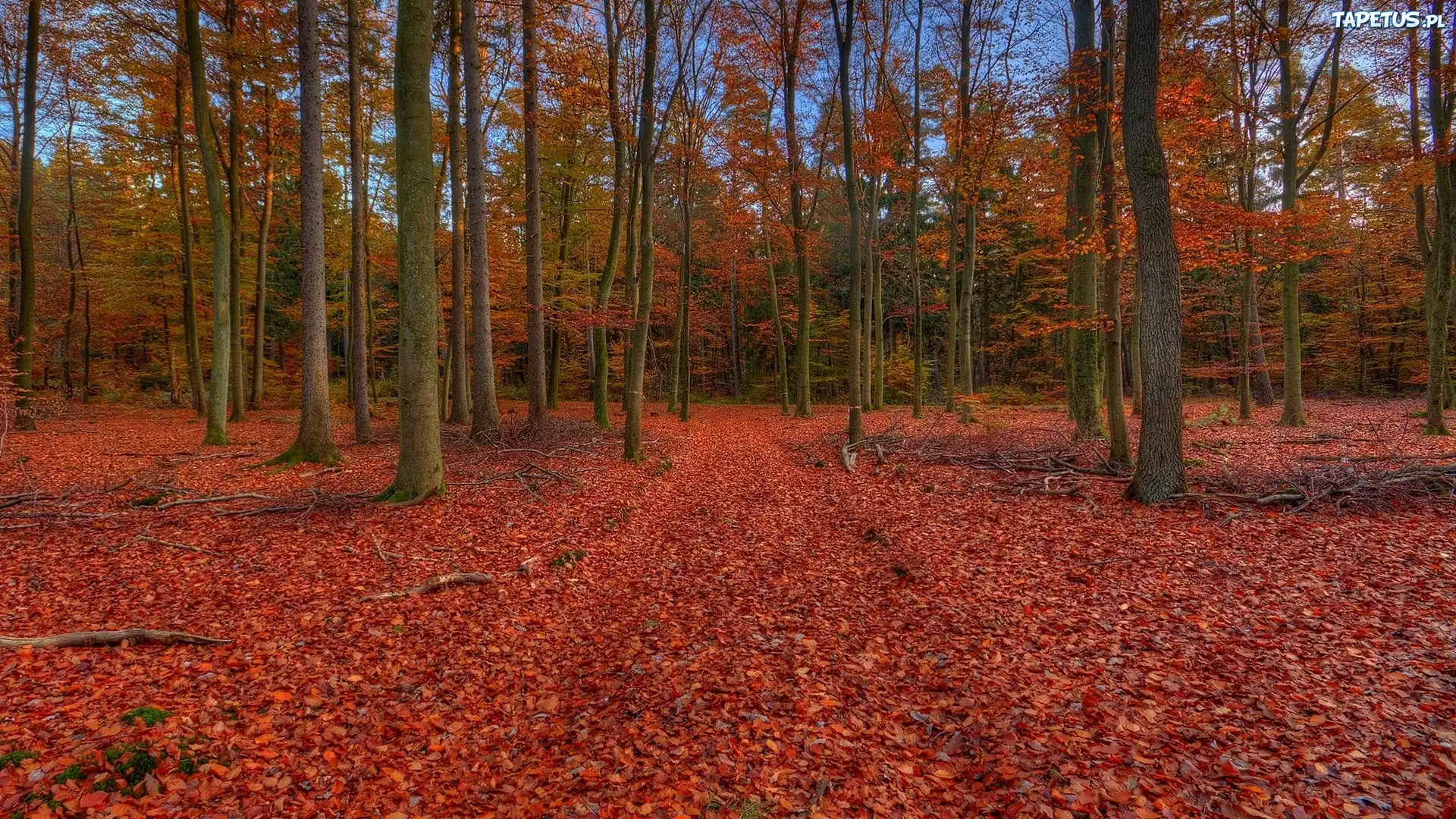 Jesień, Las, Liście