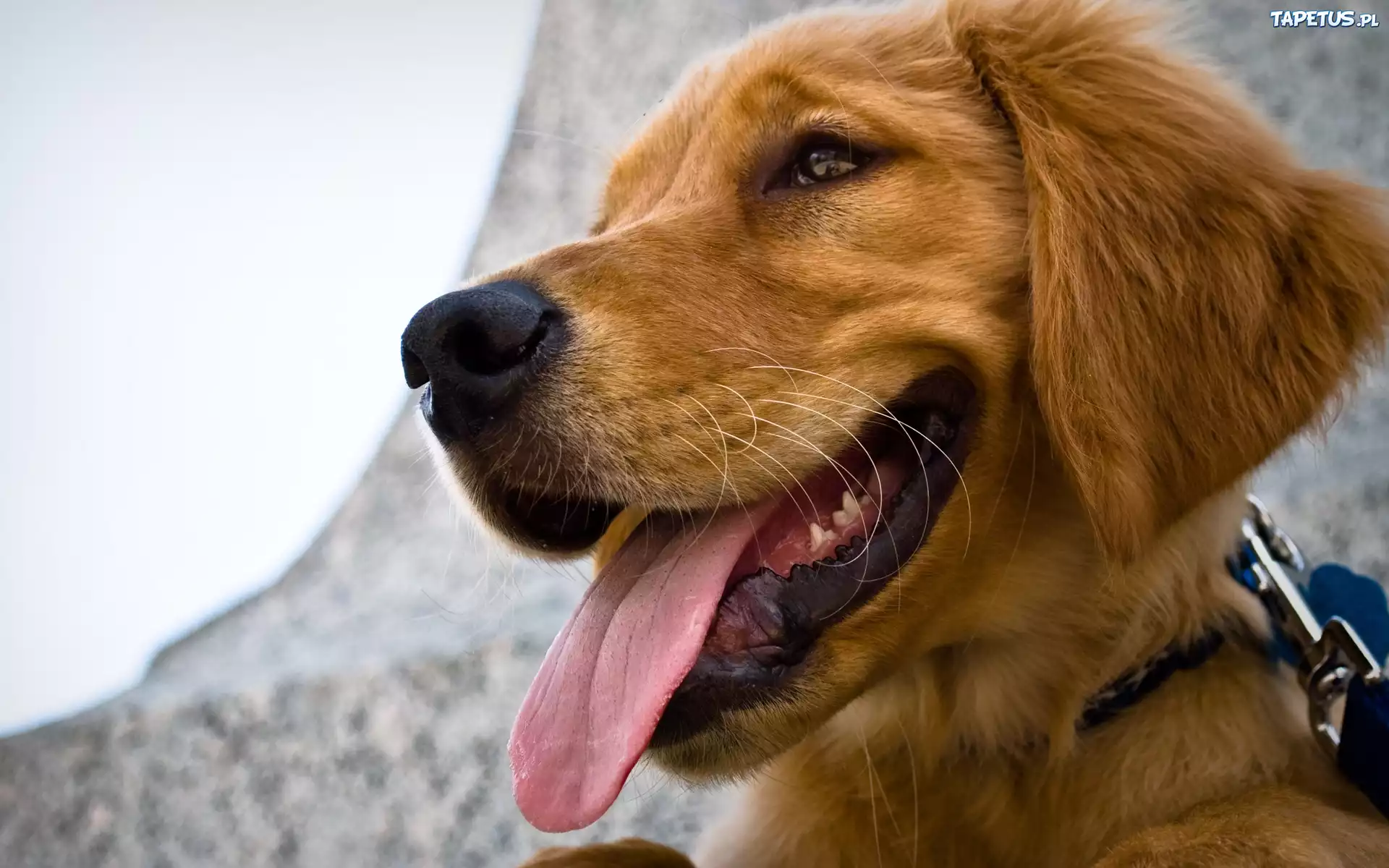 Golden Retriever, Język