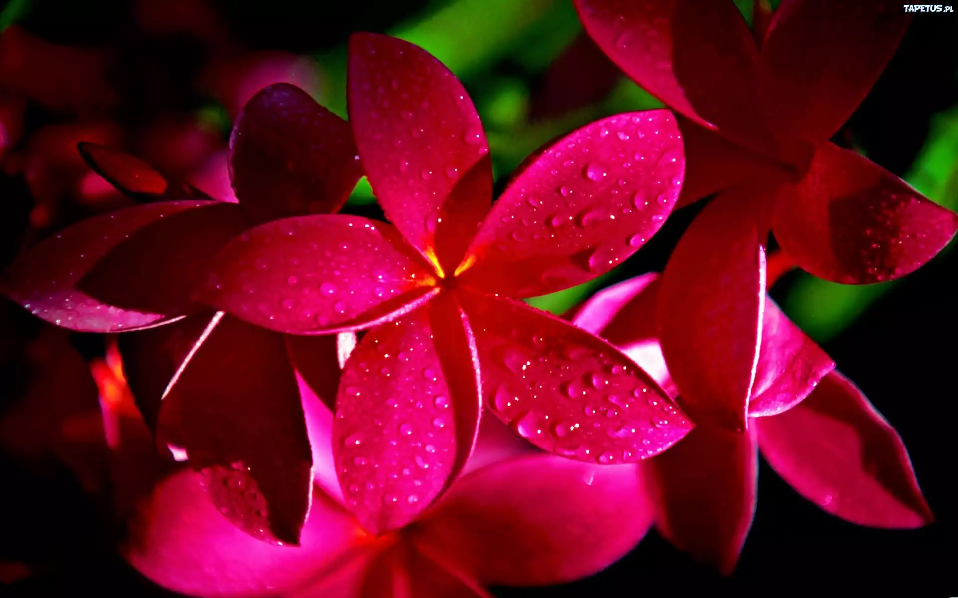 Plumeria, Czerwona, Krople, Wody