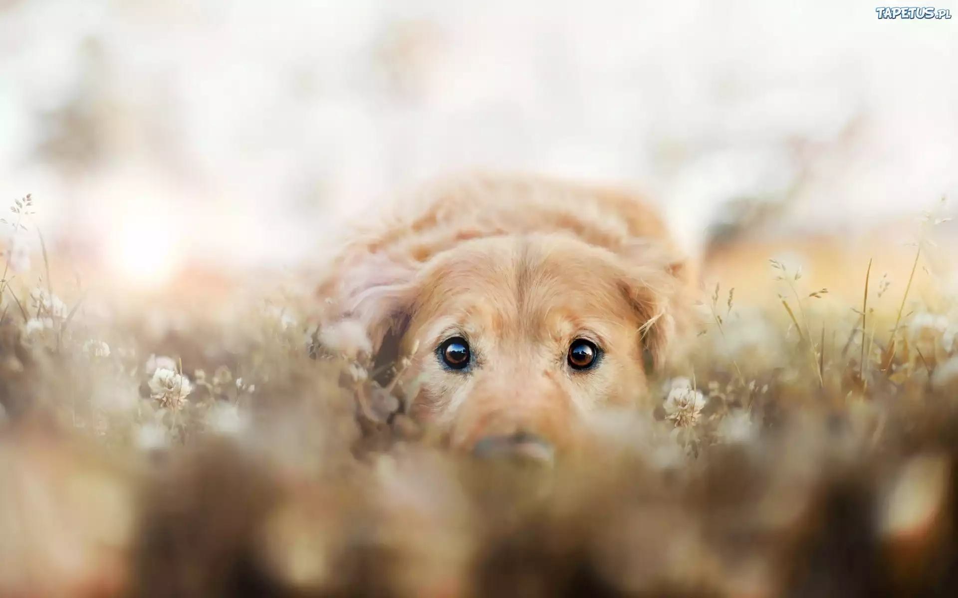 Pies, Łąka, Golden Retriever