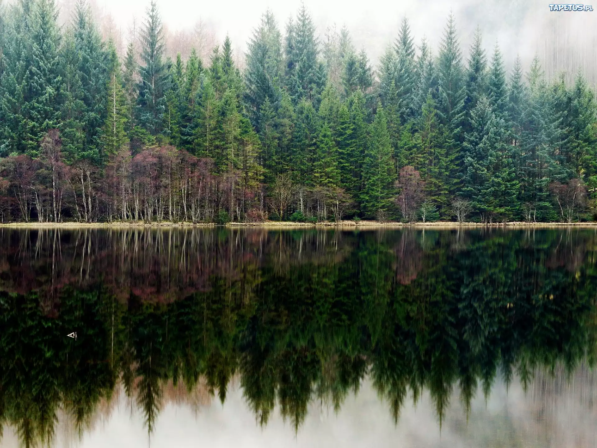 Jezioro, Las, Odbicie