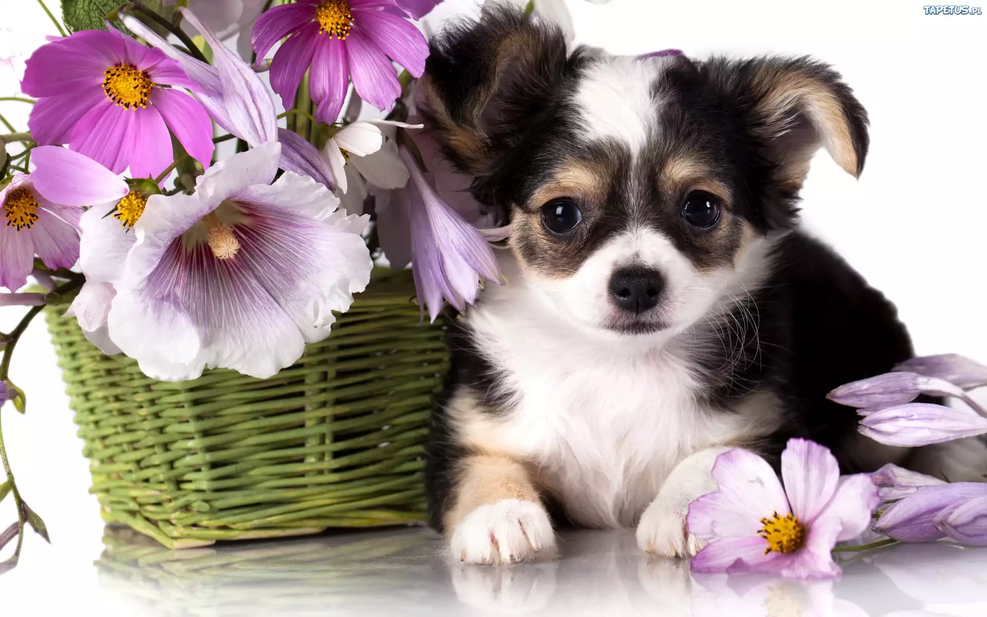 Chihuahua, Szczeniak, Kosz, Kwiatki