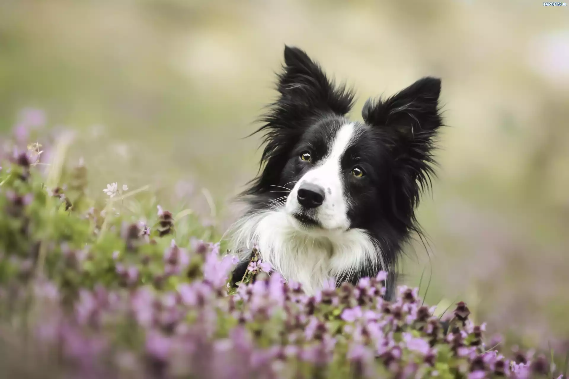 Pies, Border Collie, Łąka