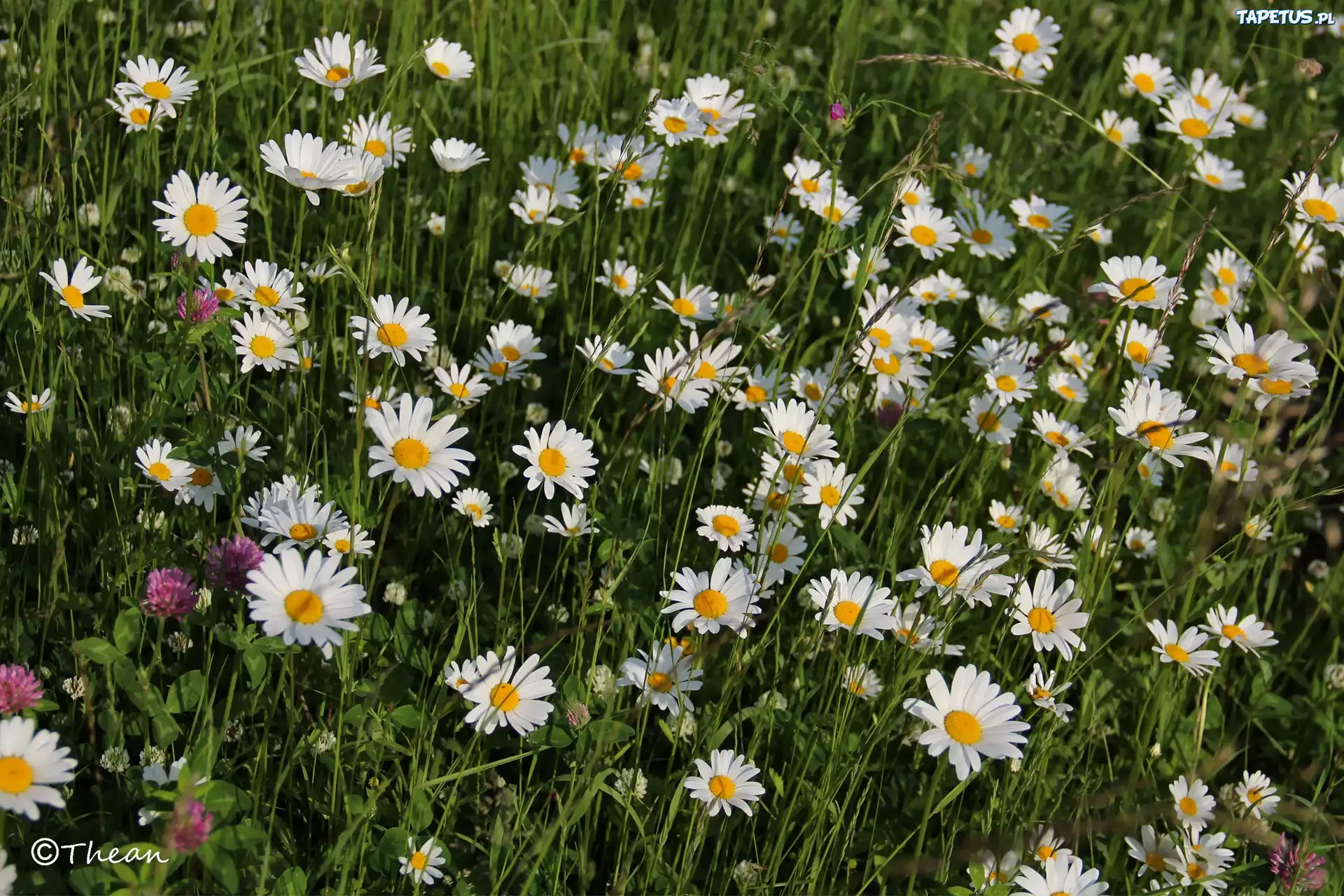 Łąka, Pełna, Kwiatów, Margerytki, Koniczyna